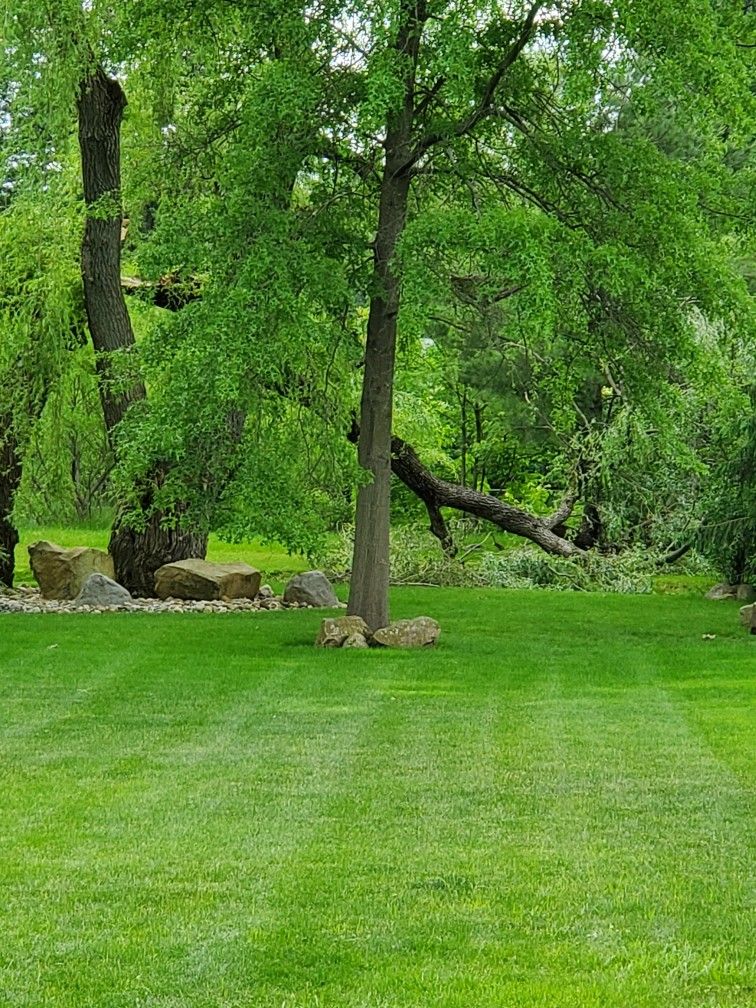 Tree Trimming using Tree Pruing by Mike Jones & Sons Tree Service LLC 