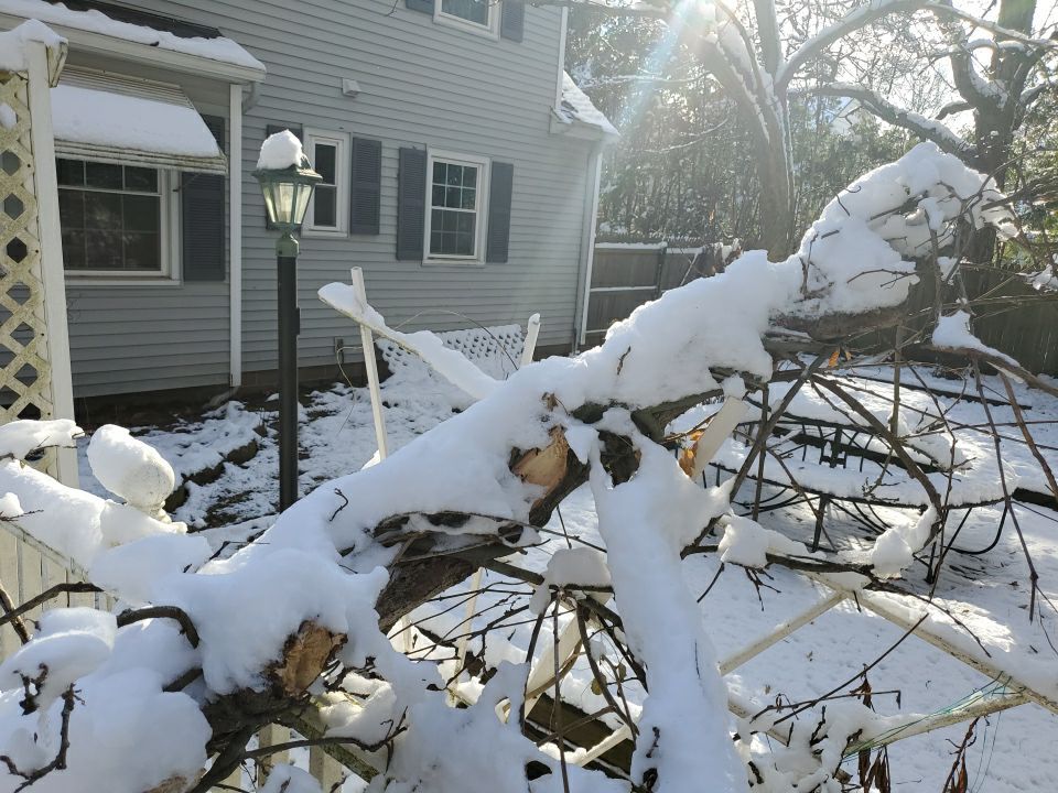 Tree Removal using Tree Removal by Mike Jones & Sons Tree Service LLC 