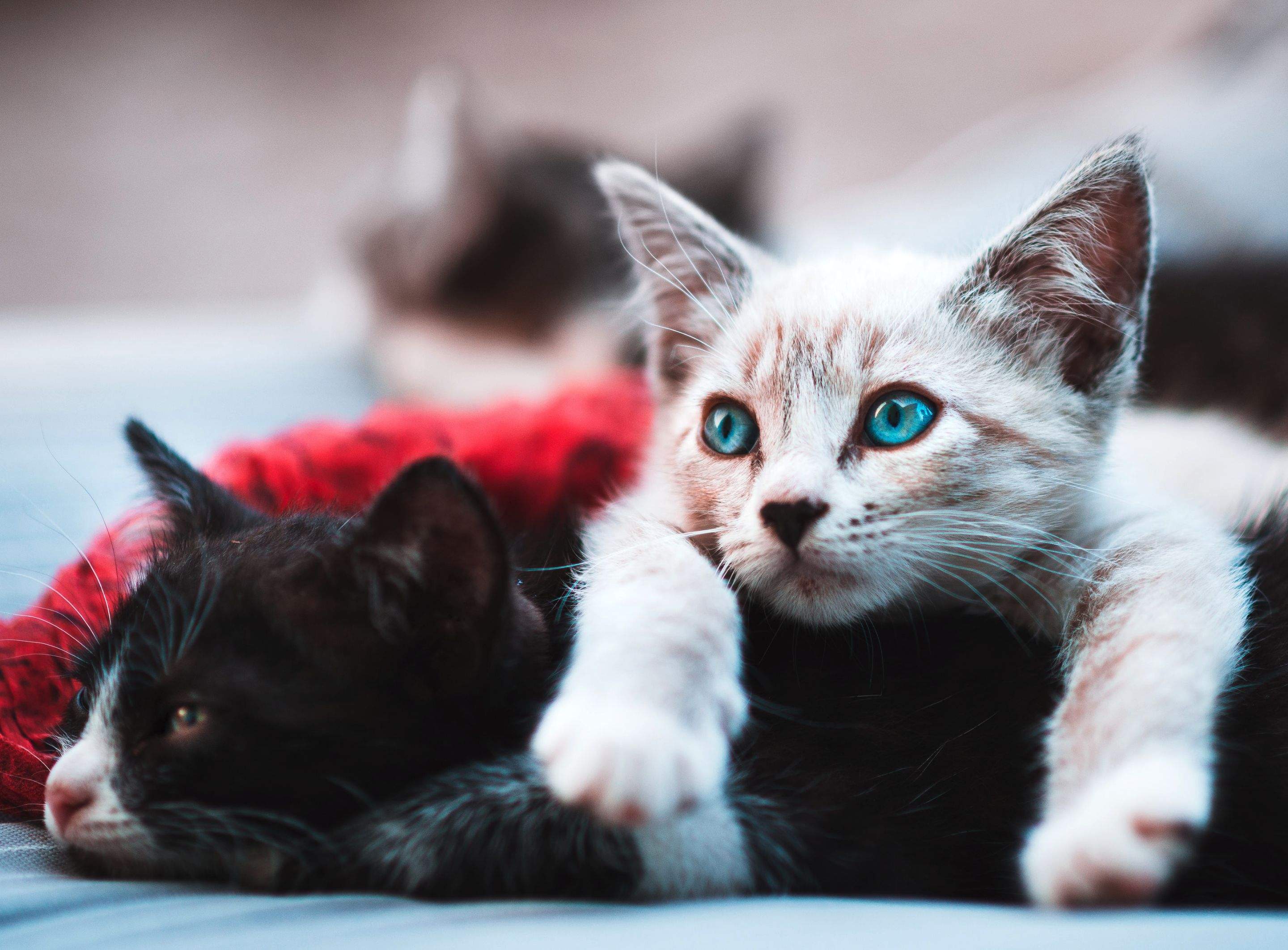 Kittens! by CompanyCam