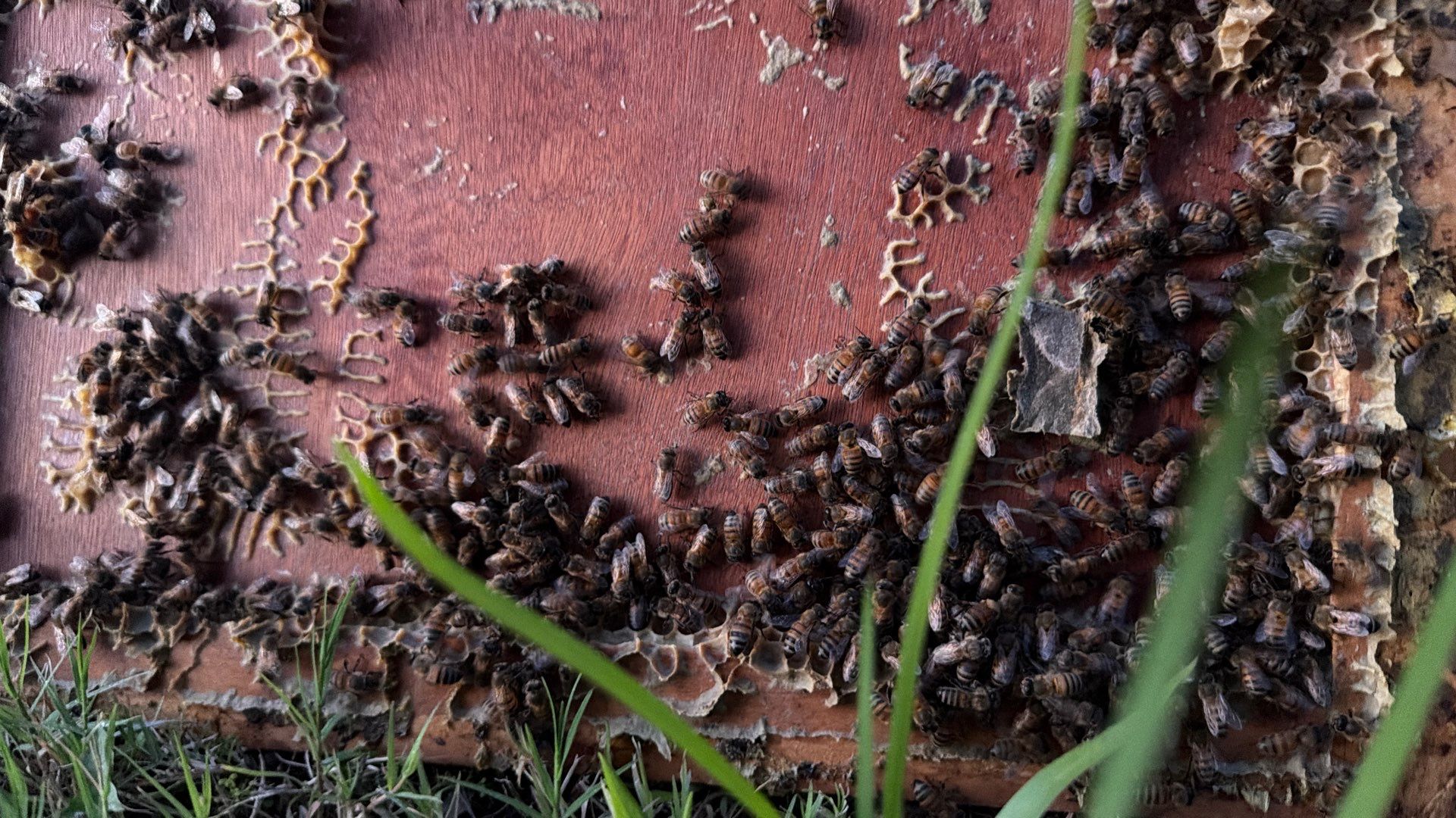 Bees by the Lot by Rockwall Honey Bee Company