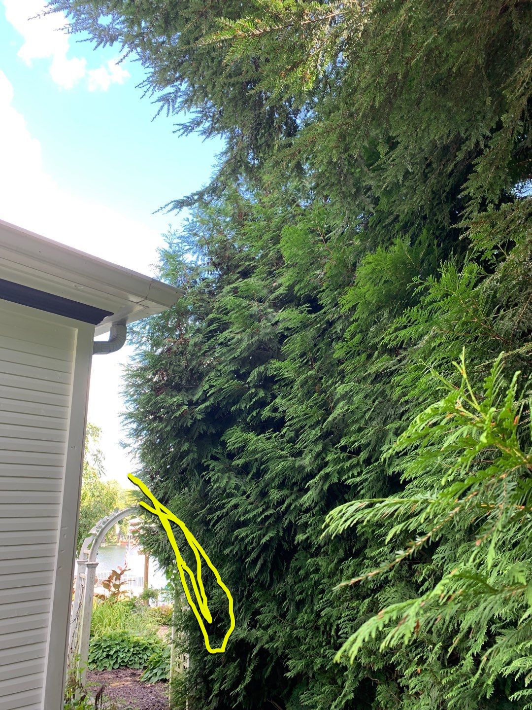 Tree Trimming using Tree Pruing by Mike Jones & Sons Tree Service LLC 