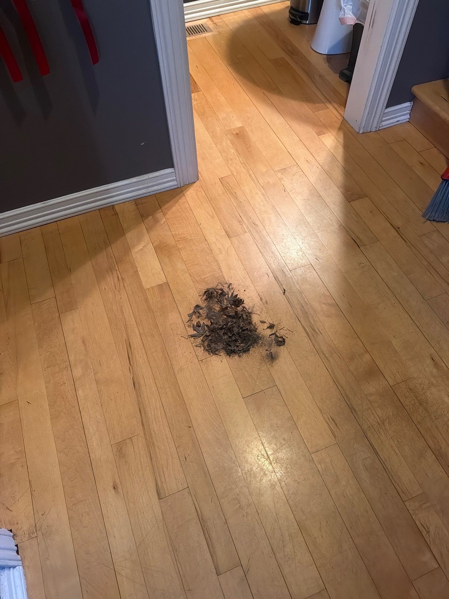 Maid service cleaning Project in Tigard by Cloud 9 Professional Cleaning Services