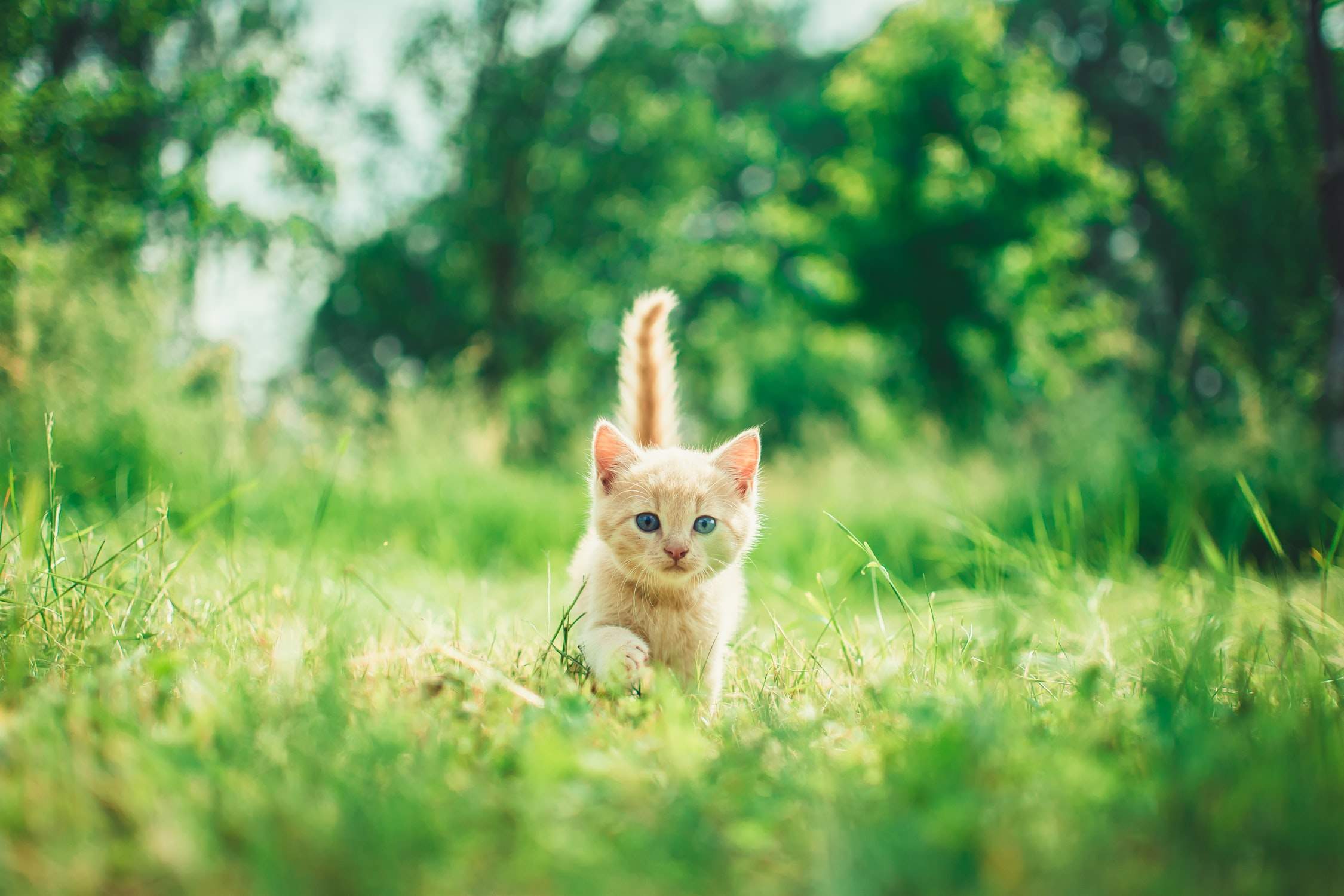 Kittens! by CompanyCam
