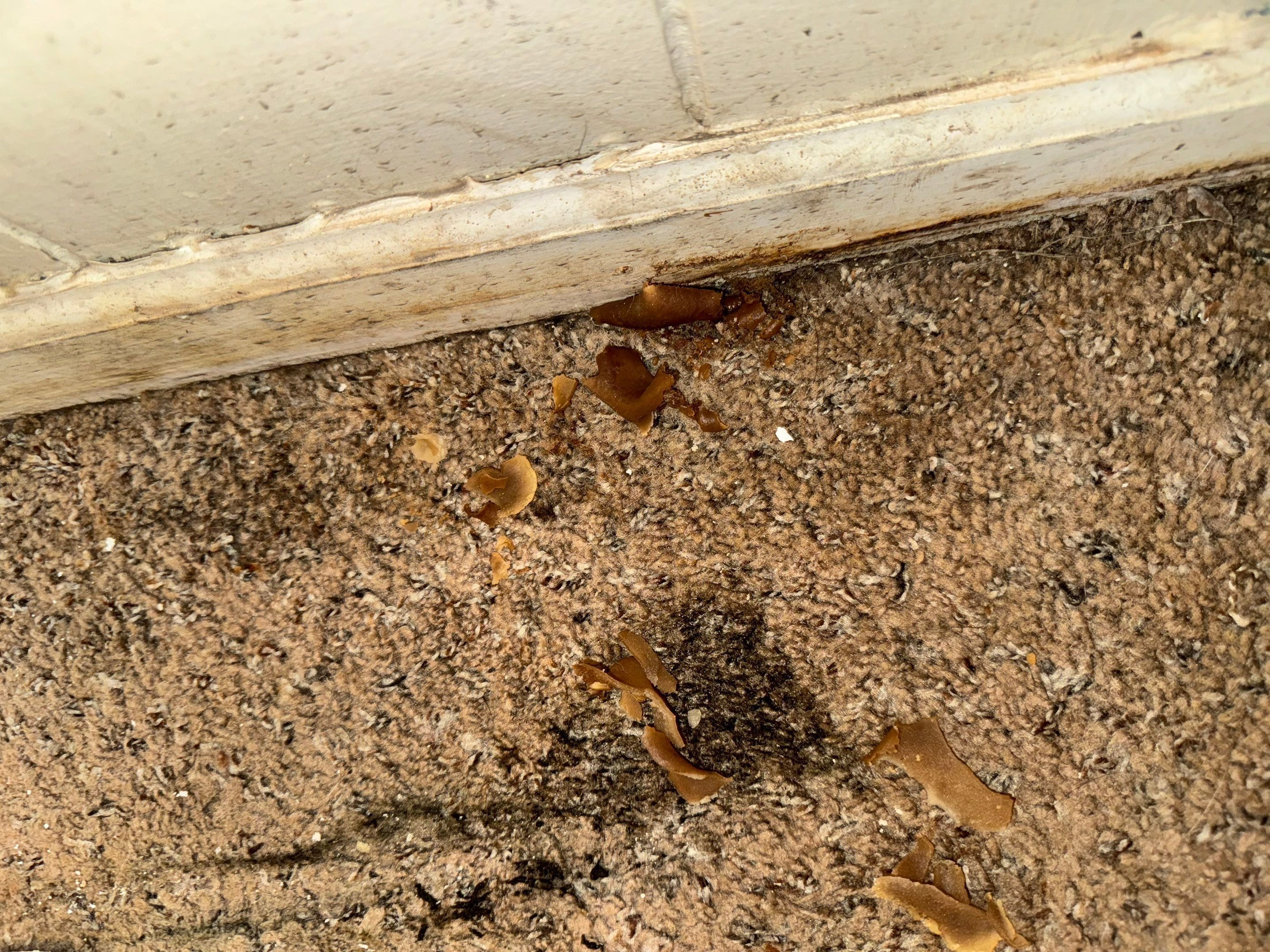 Mold Remediation Project by Chicagoland Water Medics