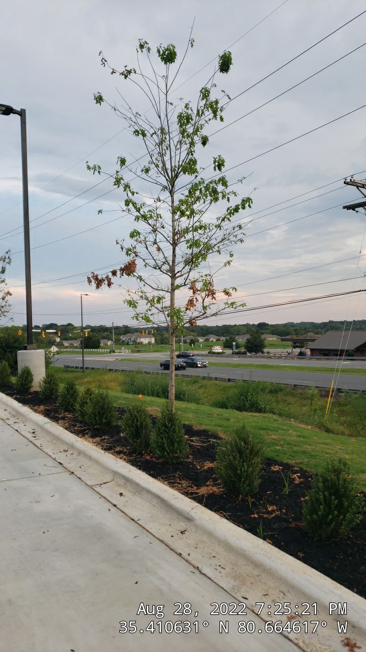 Commercial Landscaping Harris Teeter Fuel Station by Carolina-Metro Landscape, Inc