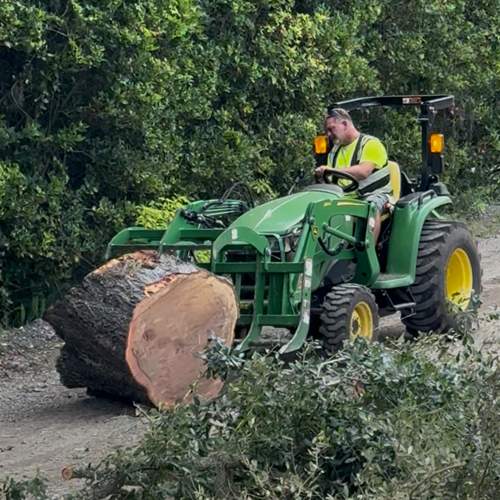 Tree Removal | Episcopal School of Jacksonville by ProGreen Services