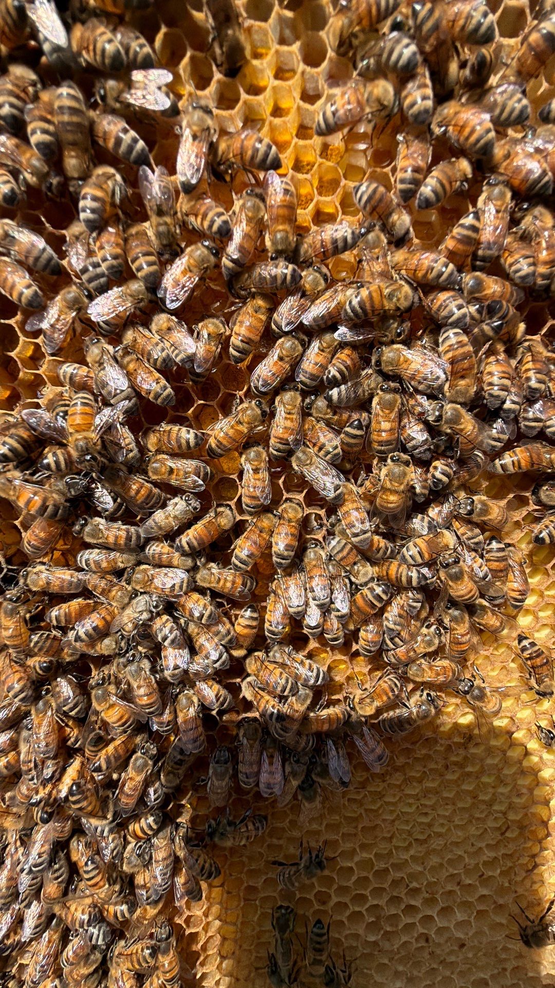Happy Parking Lot Bee Hive by Rockwall Honey Bee Company