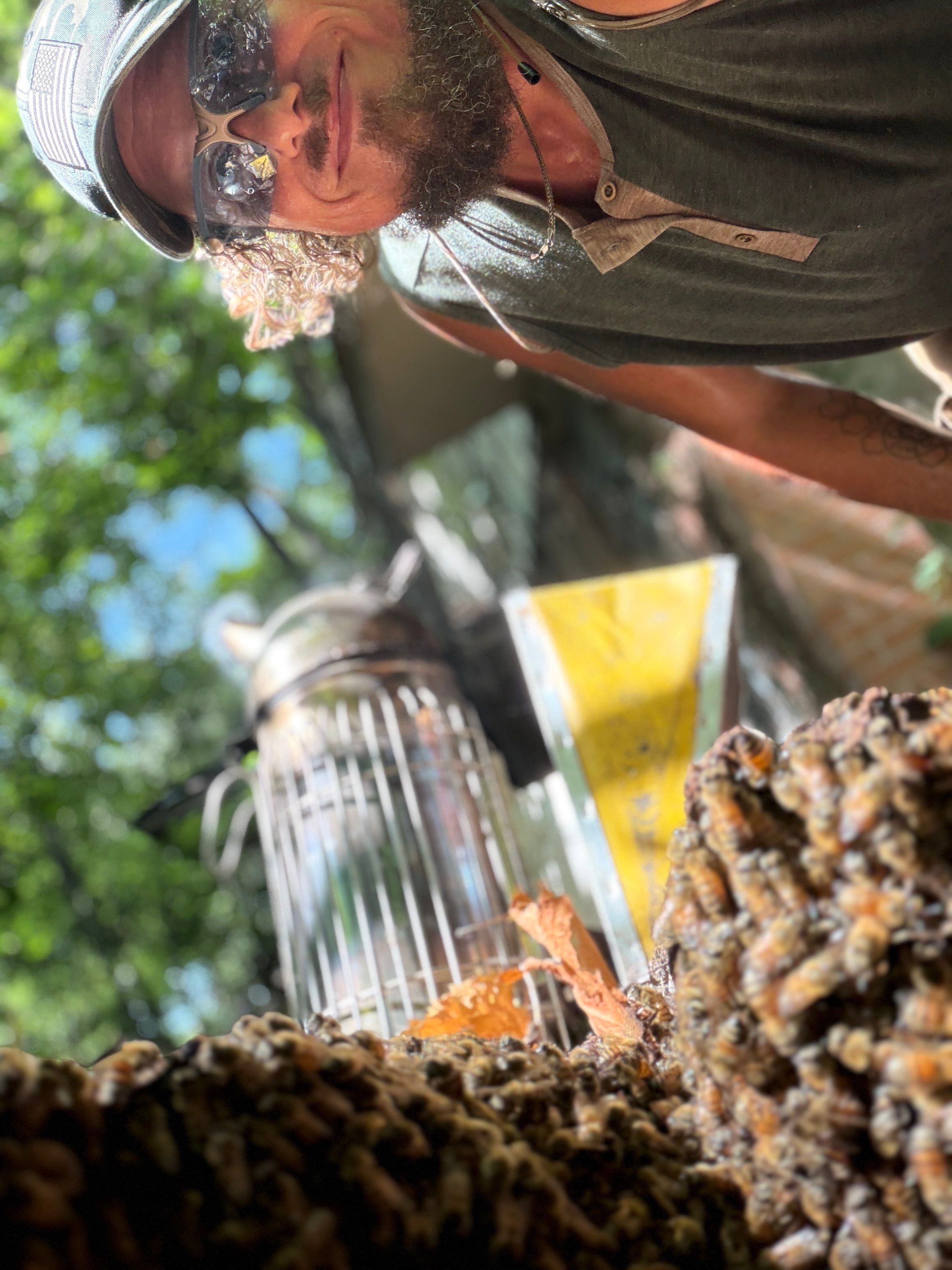 Warranted Removal by Rockwall Honey Bee Company