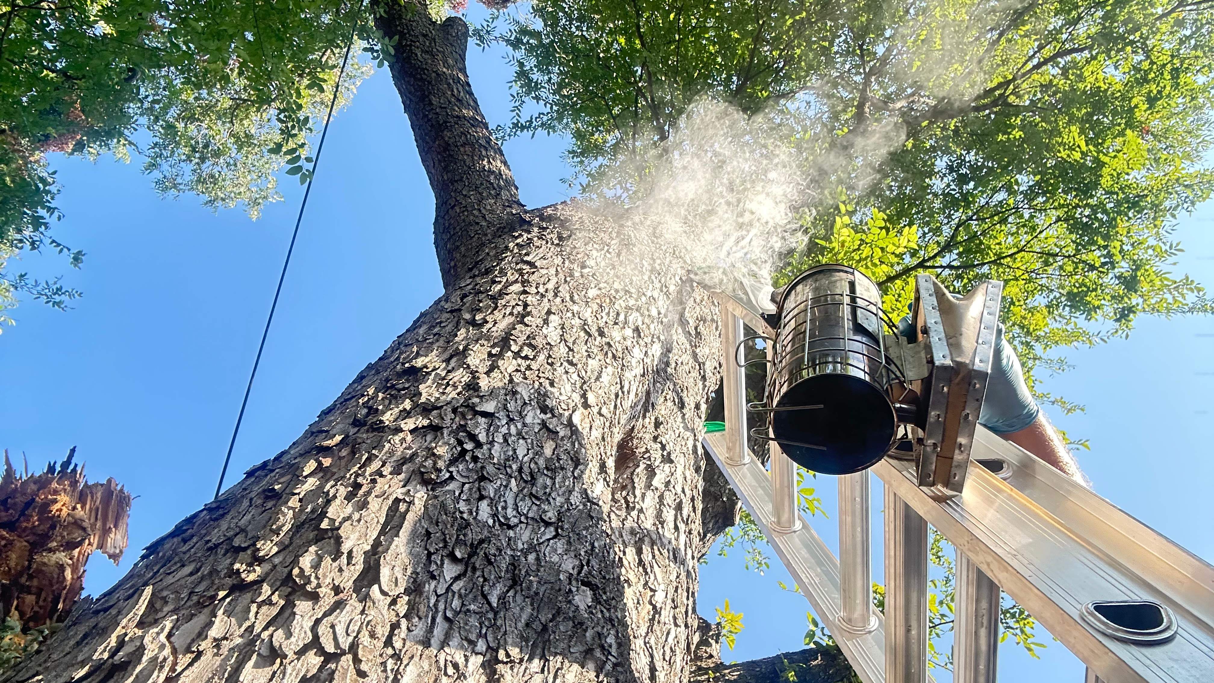 Tree Service Help  by Rockwall Honey Bee Company