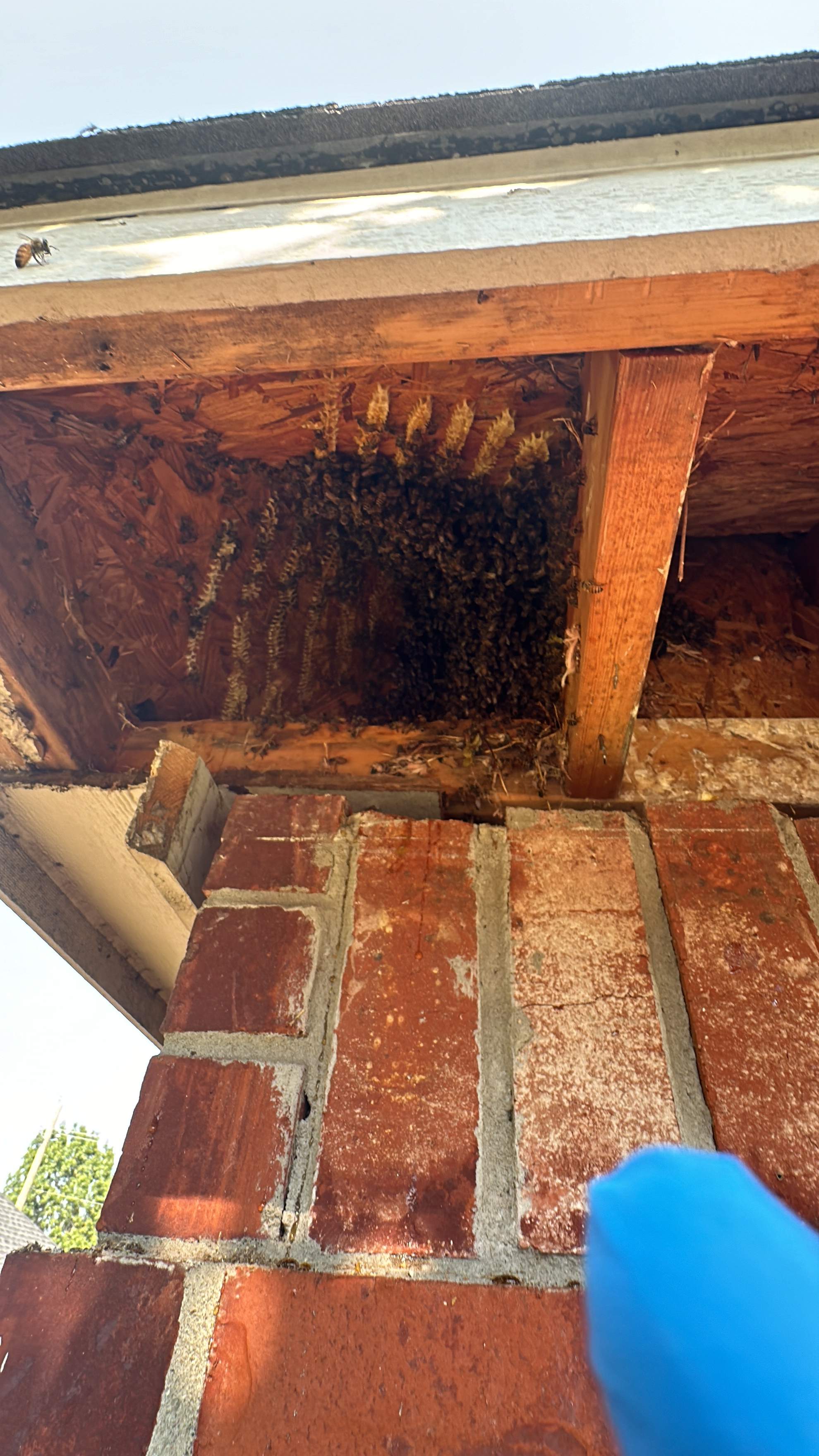 Corner Soffit by Rockwall Honey Bee Company