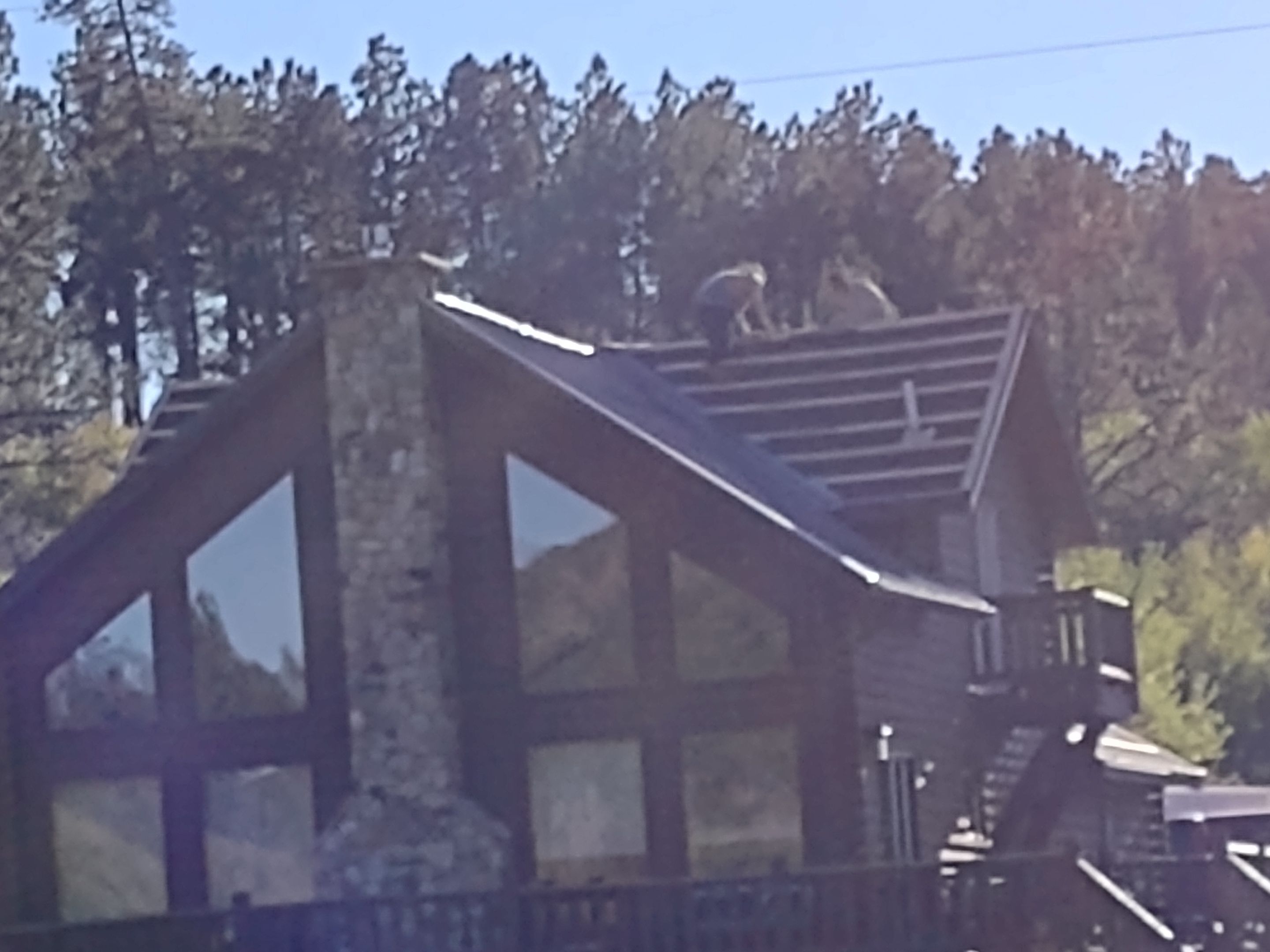 Hill Country Guest Ranch using Steel Roofing, Gutters, Log Cabin Staining by Lightning Exteriors
