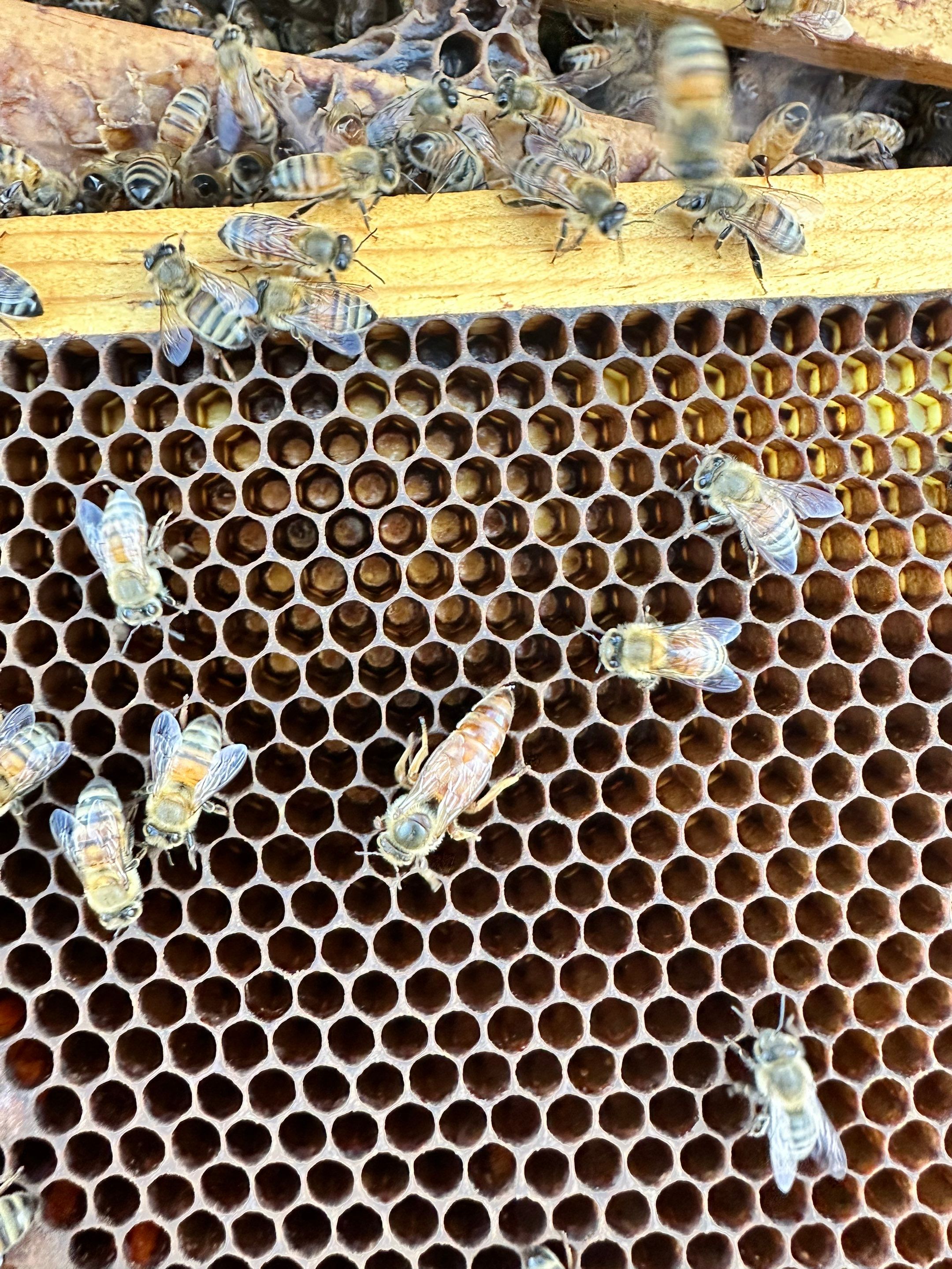 Frisco Corporate HQ by Rockwall Honey Bee Company