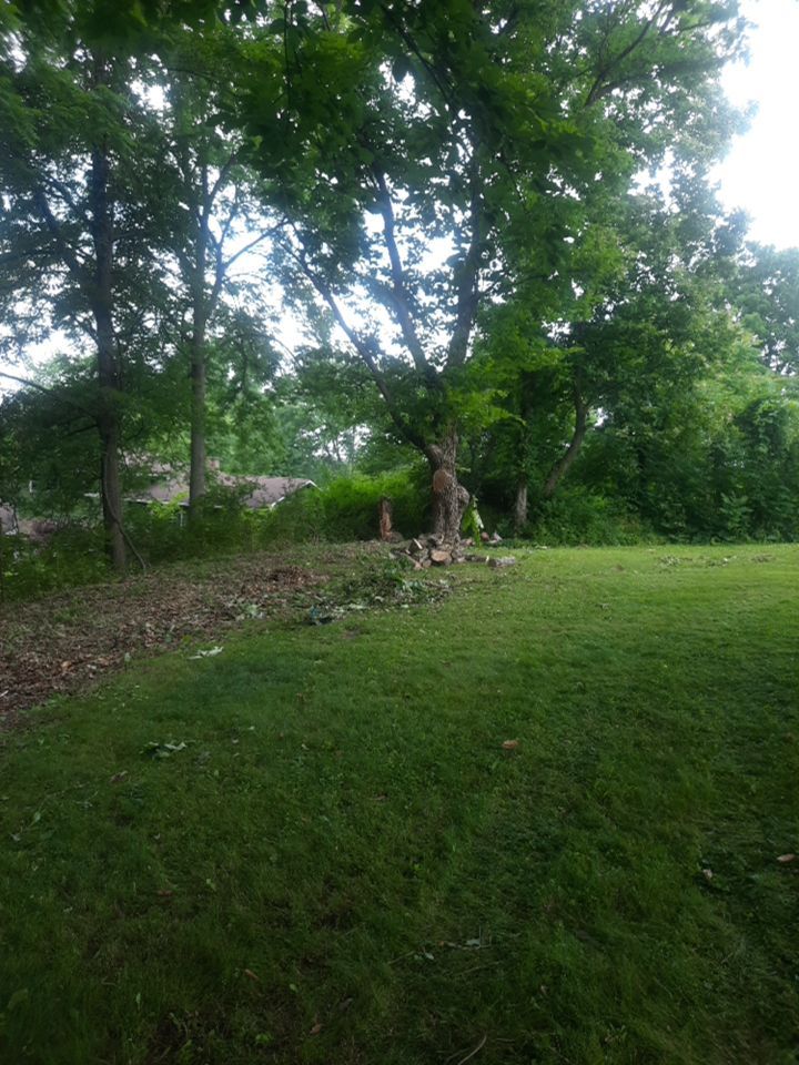 Tree Removal using Tree Removal by Mike Jones & Sons Tree Service LLC 