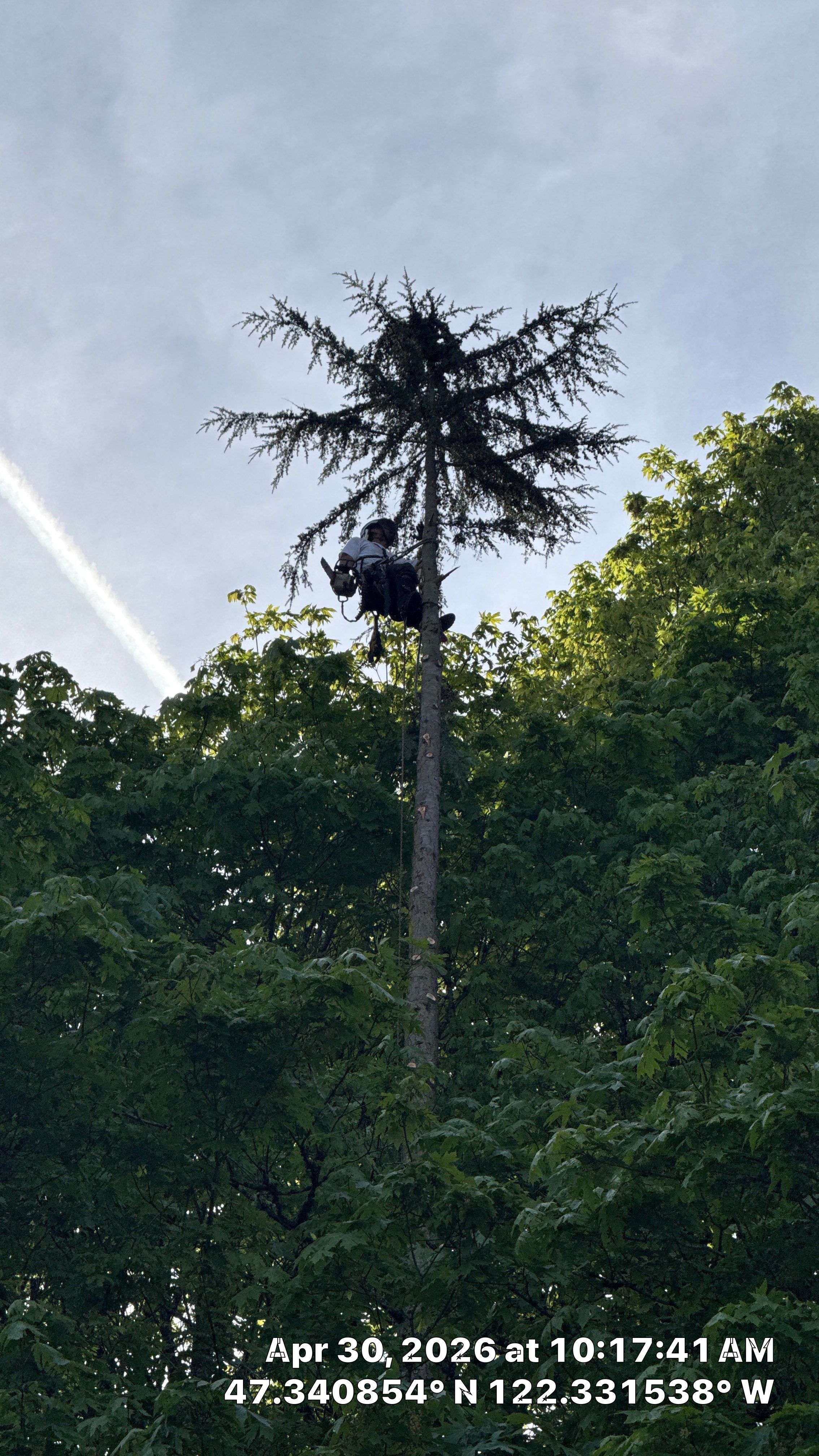 Hillside Tree Removal & Canopy Maintenance in Des Moines, WA by Sound Tree Care LLC