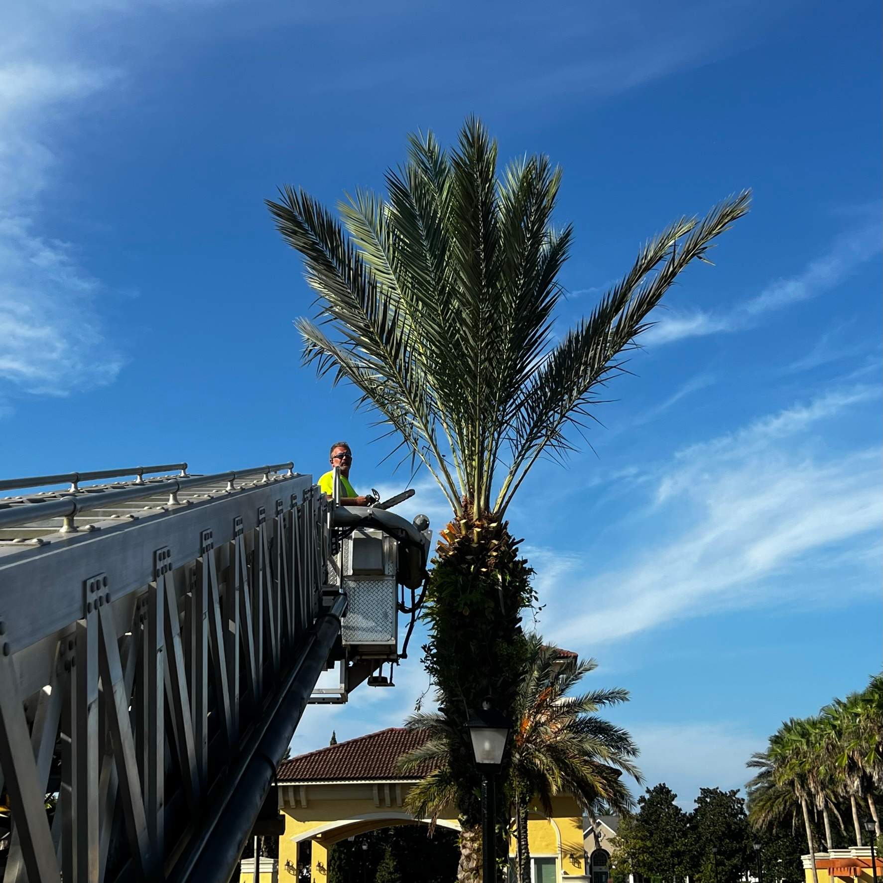 Palm Tree Trimming | IL Villagio Condominiums by ProGreen Services
