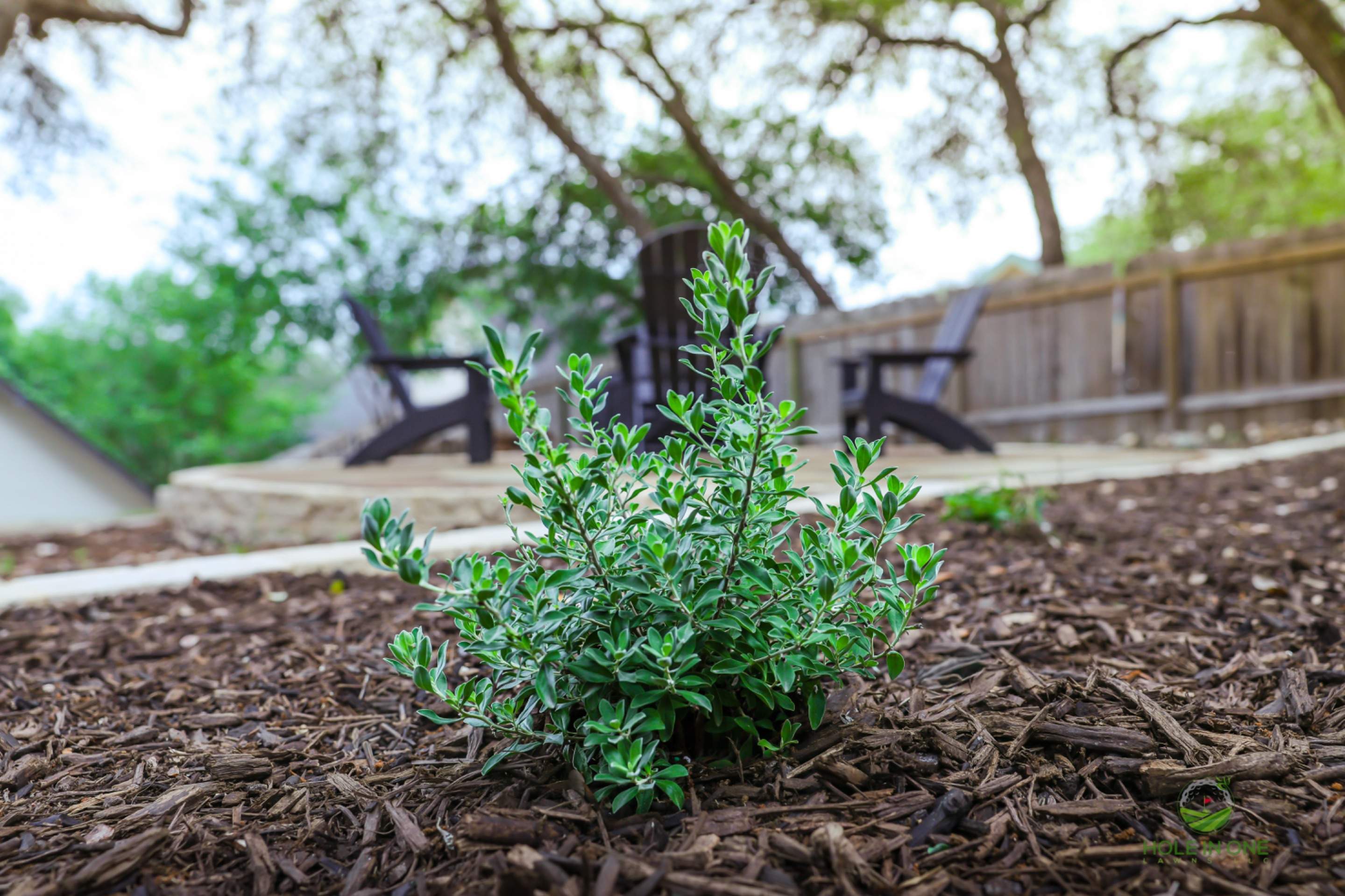 Hidden Forest, San Antonio TX by Hole In One Lawns, LLC