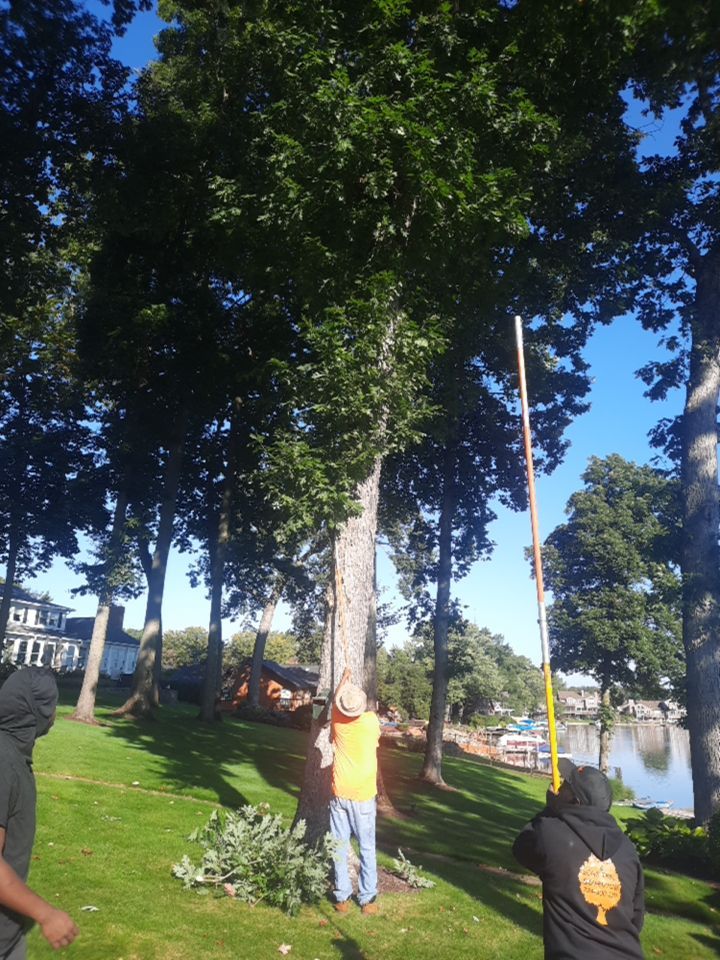 Tree Trimming using Tree Pruing by Mike Jones & Sons Tree Service LLC 