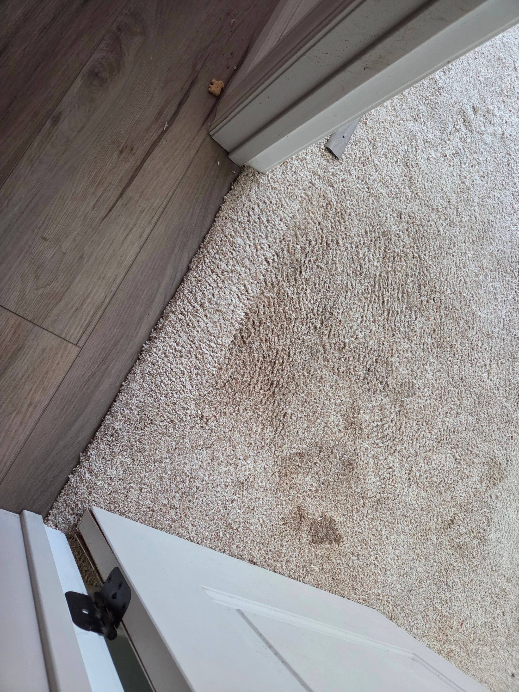 Carpet Repair in Shingle Springs by Ardent Carpet Restore LLC