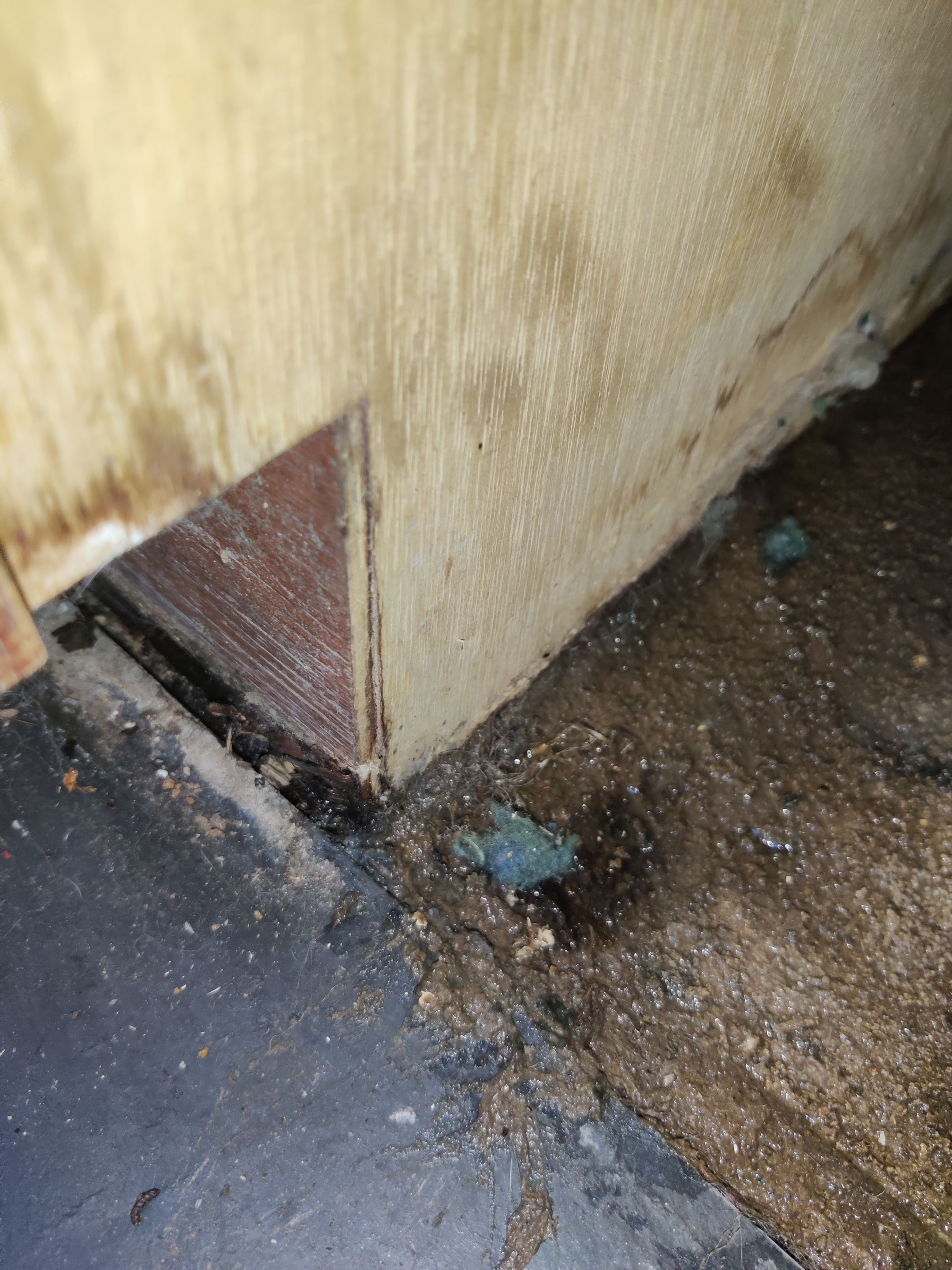 Mold Remediation using Containment by Accountable Home Services