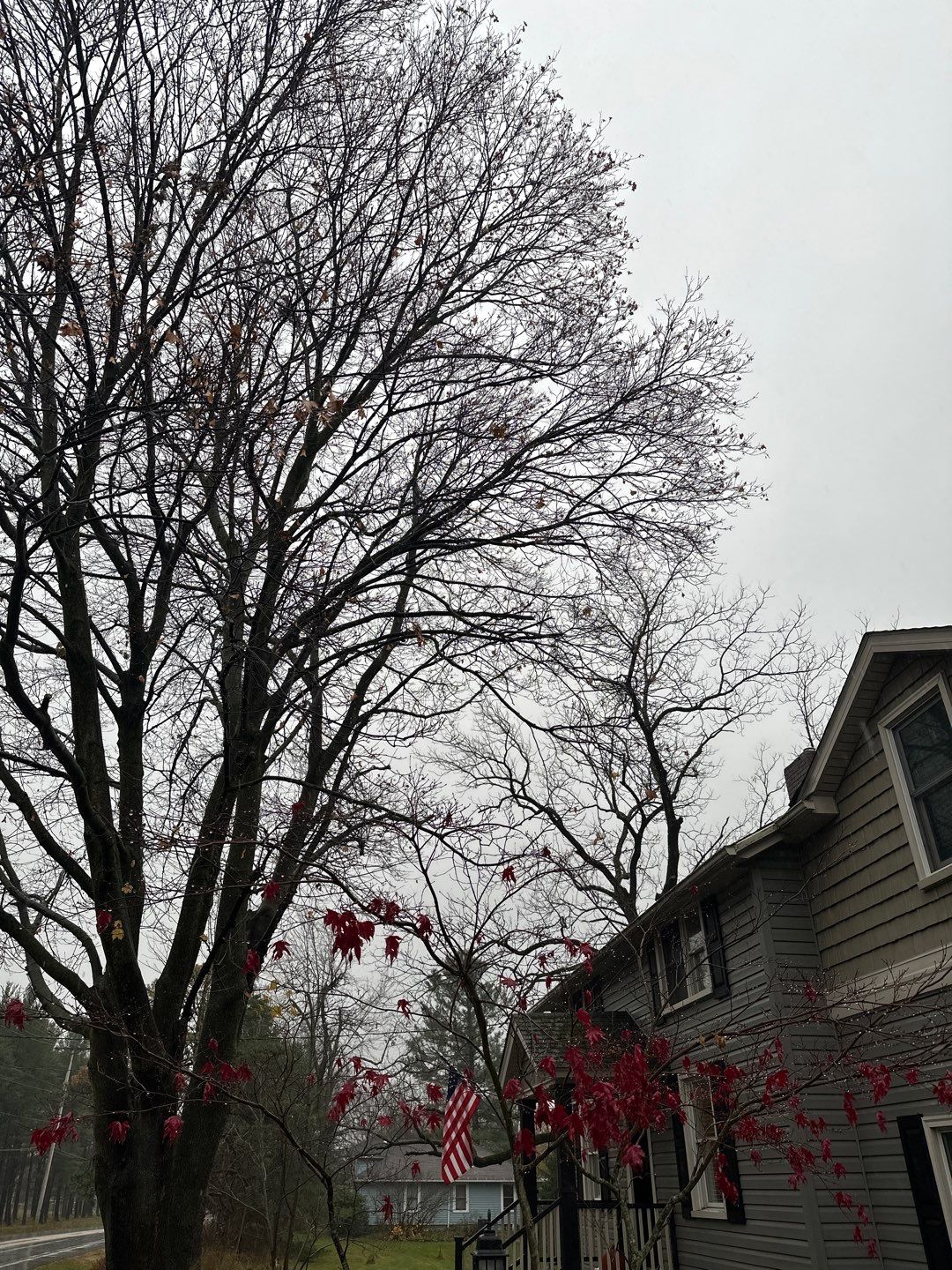 Tree Trimming using Tree Pruing by Mike Jones & Sons Tree Service LLC 