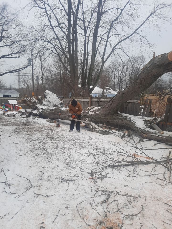 Storm Damaged Tree Removal  using Tree Removal by Mike Jones & Sons Tree Service LLC 