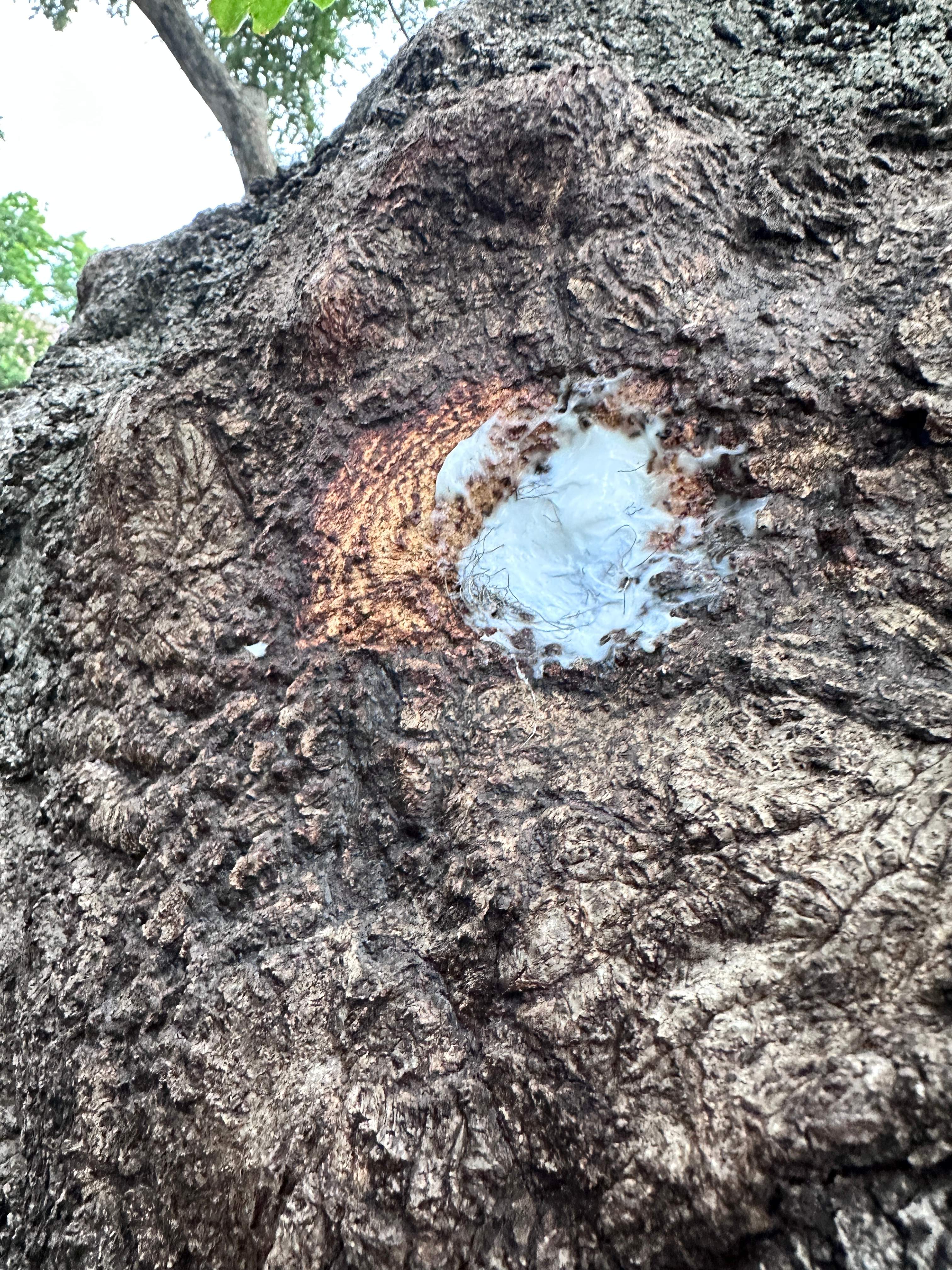 Smile! by Rockwall Honey Bee Company