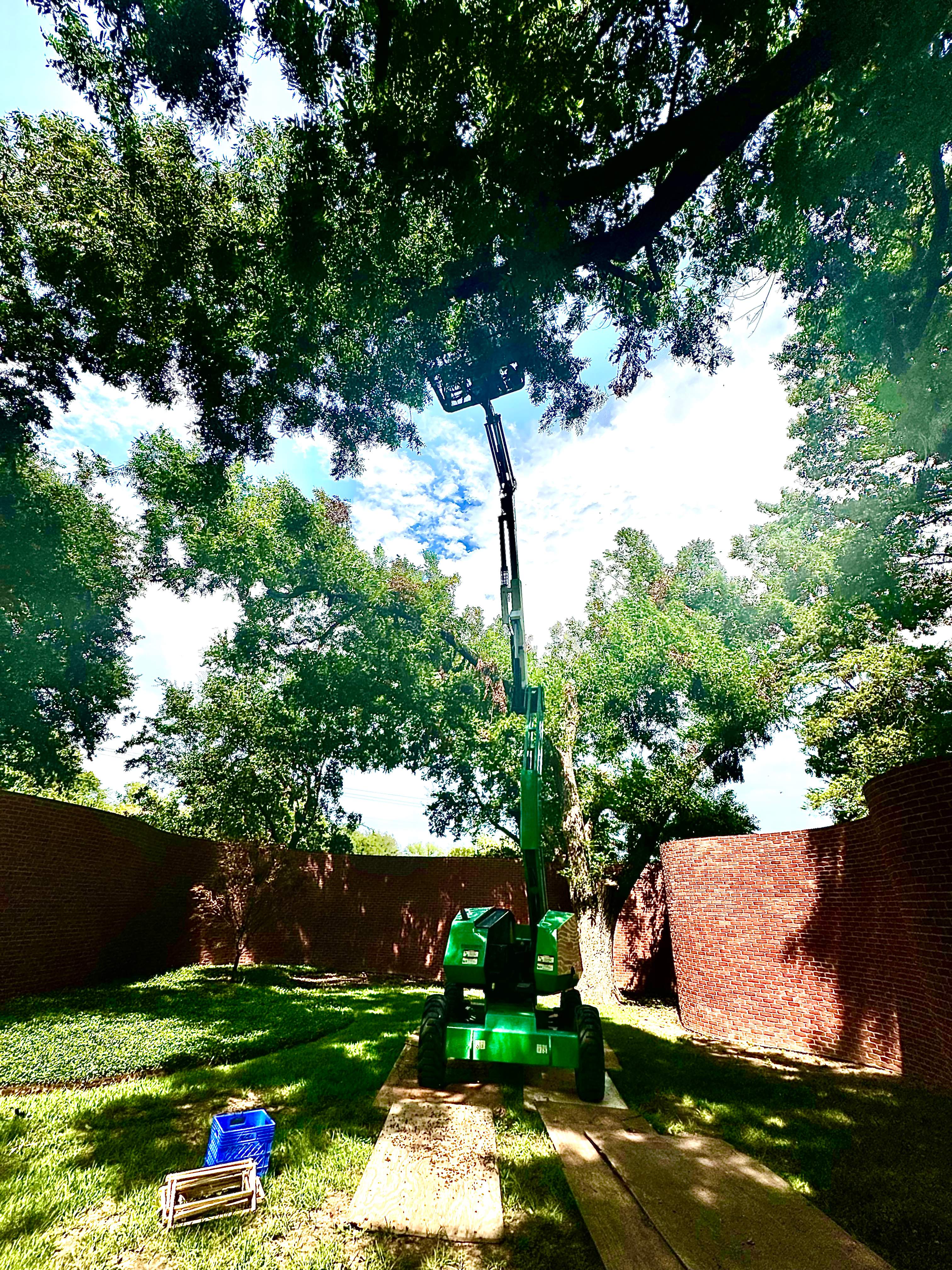 Open-Air Massive Colony by Rockwall Honey Bee Company