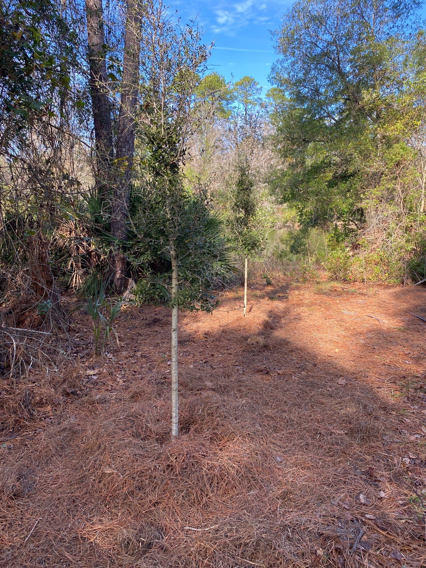 Deerwood Resident | Tree Installation by ProGreen Services