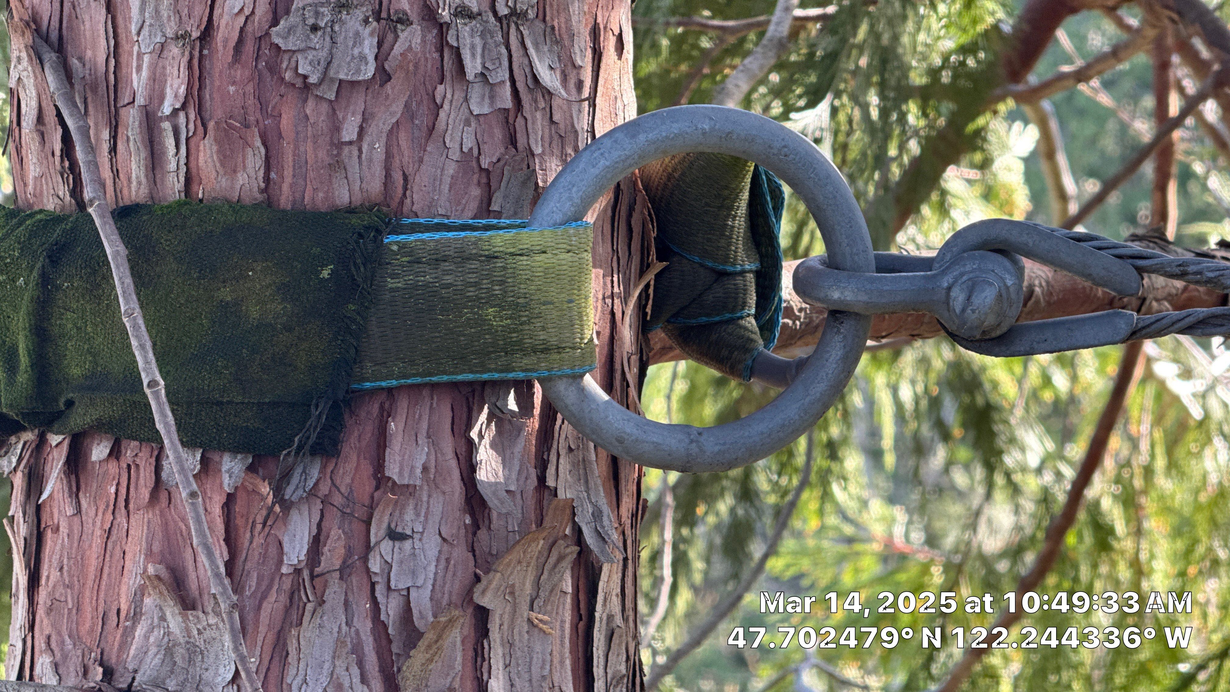 🧾 Tree Support System Assessment & Landmark Tree Risk Report – Holmes Point, Kirkland, WA by Sound Tree Care LLC