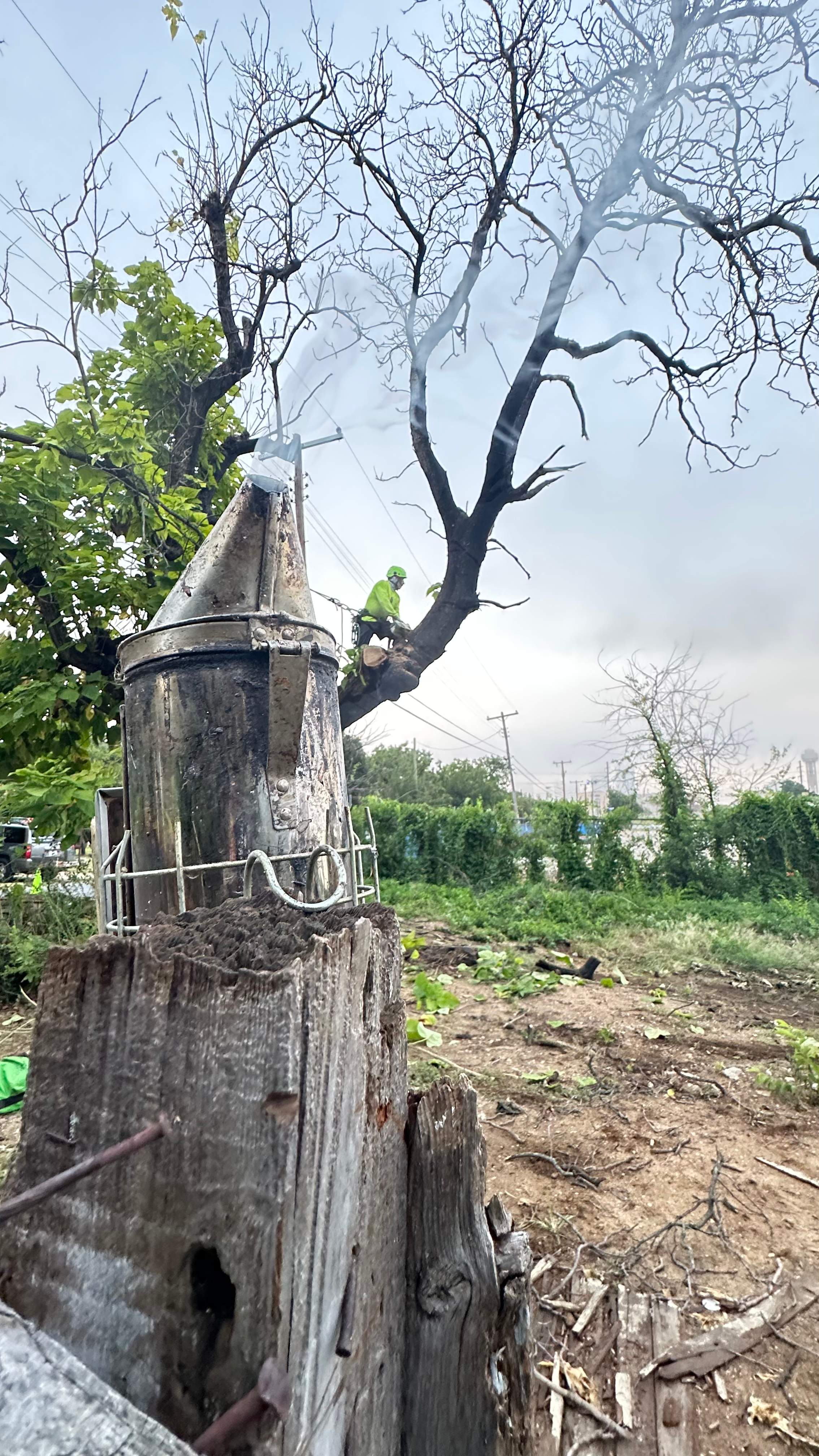 City Tree Company  by Rockwall Honey Bee Company