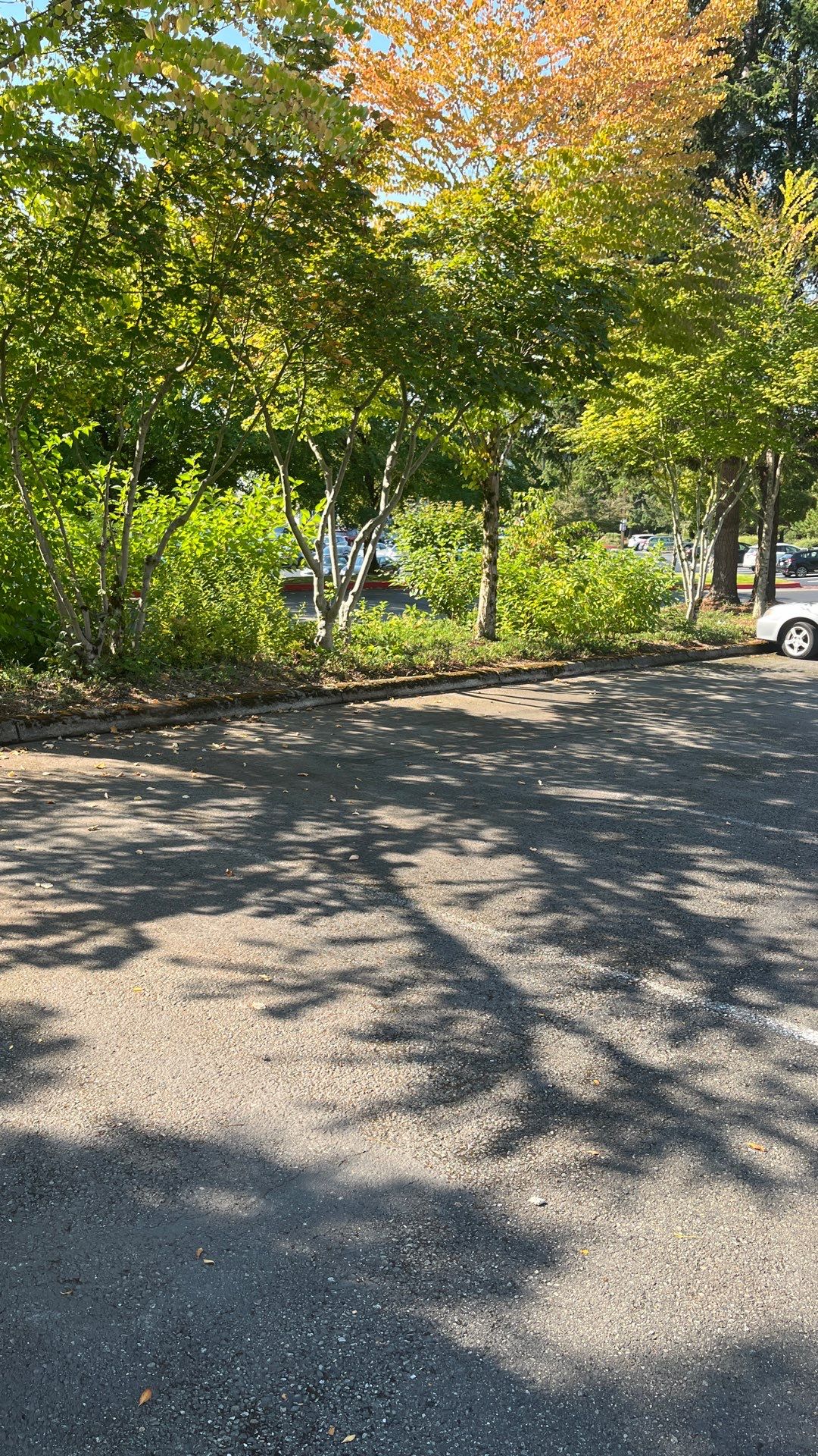 Kidder Matthews | Parking Lot Sealcoating & Striping with Concrete Curb & Patch Repairs  by Jireh Asphalt & Concrete Inc 