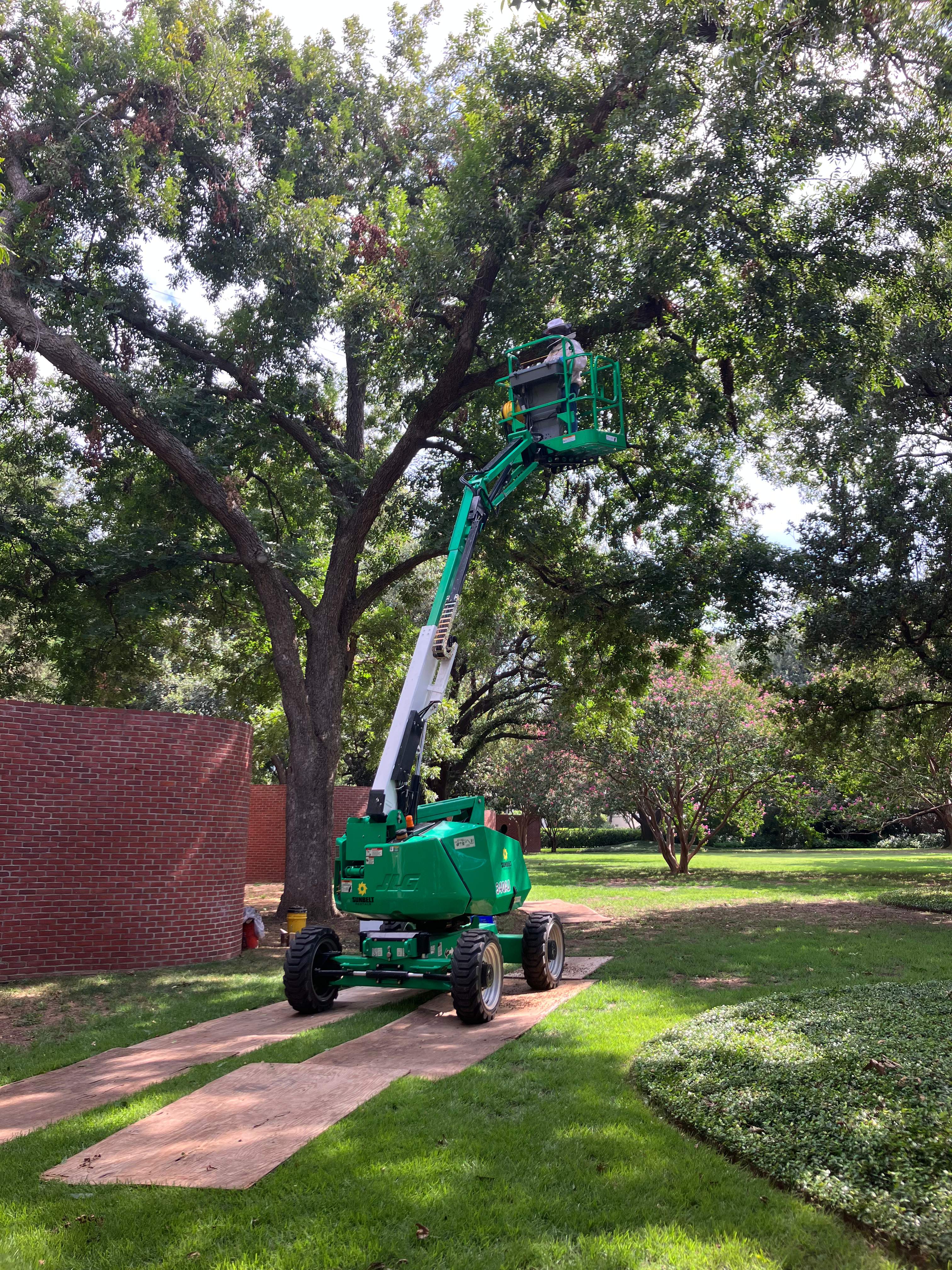 Open-Air Massive Colony by Rockwall Honey Bee Company