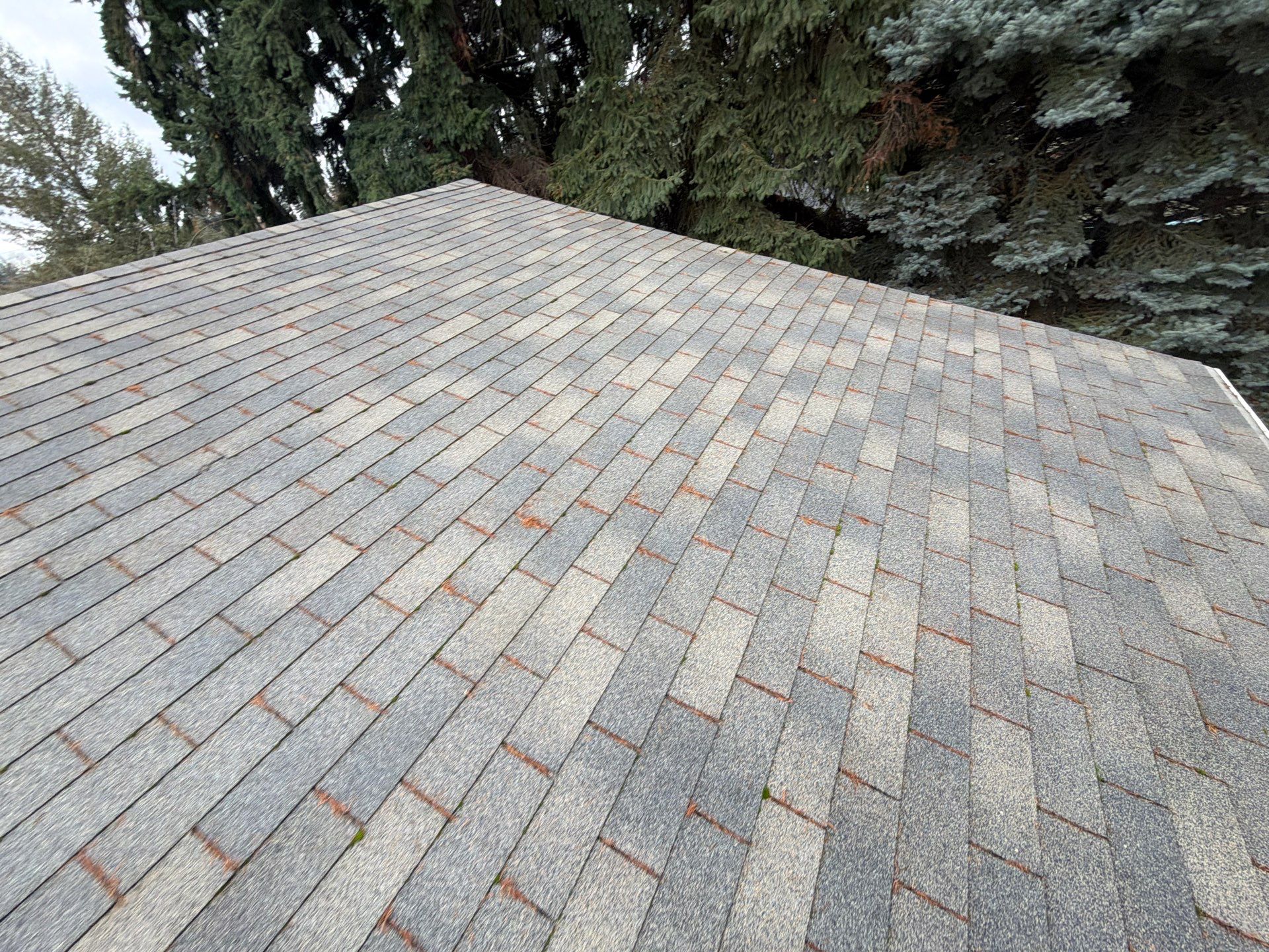 Residential Asphalt Shingle Roof Replacement and Decking Repair in Spokane by Alpine Roofing