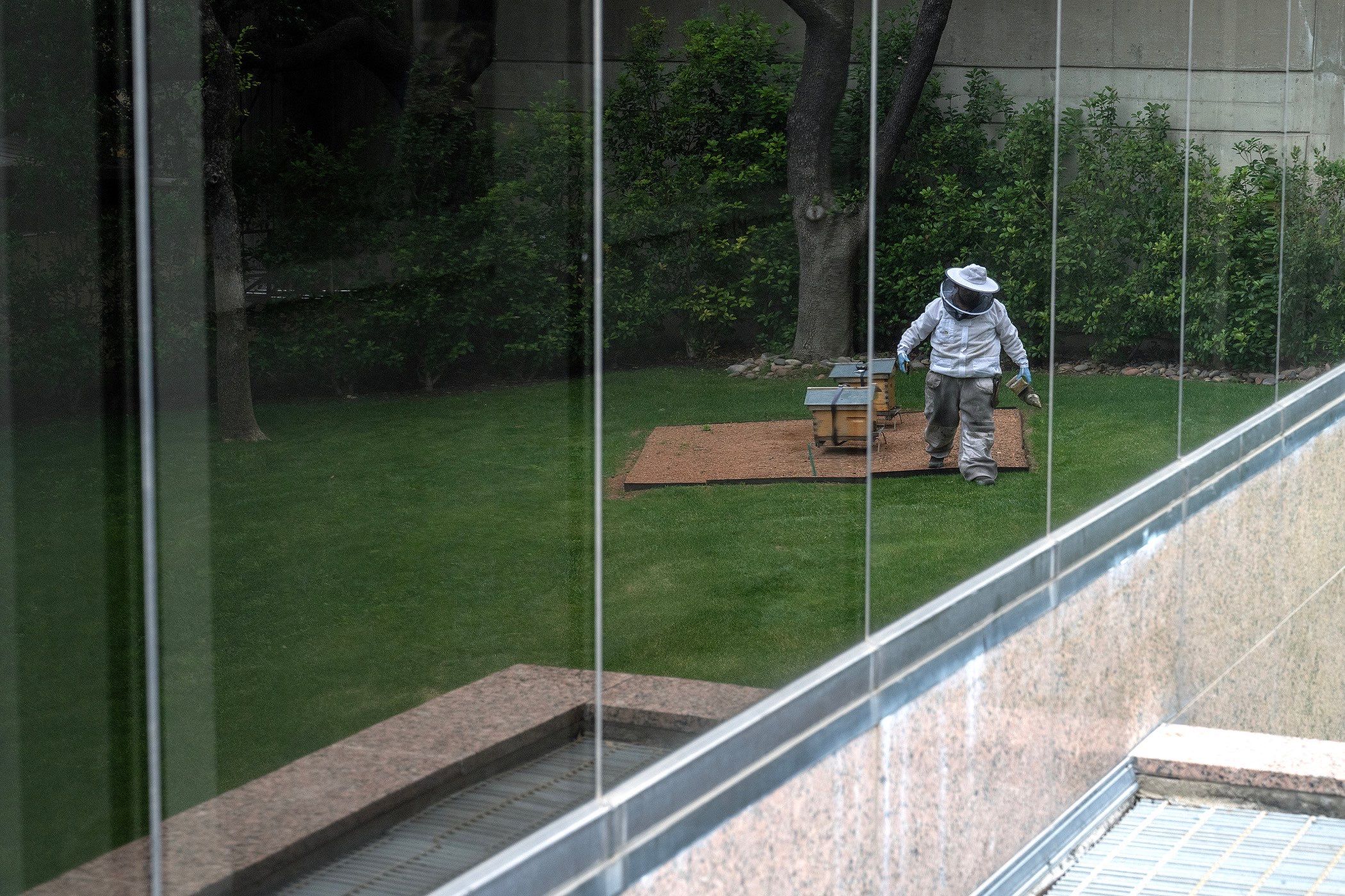 Urban Beekeeping in Dallas by Rockwall Honey Bee Company