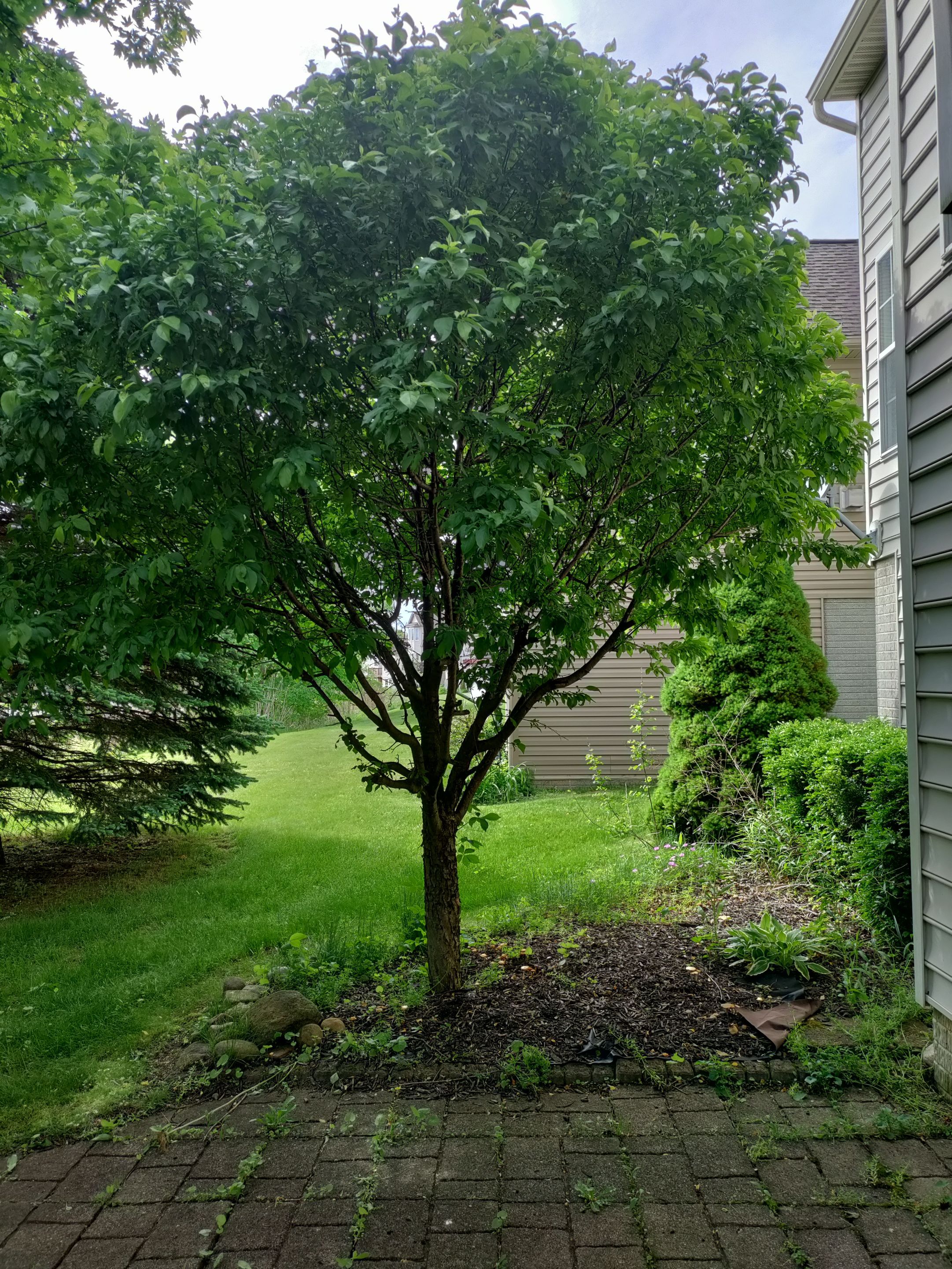 Tree Removal using Tree Removal by Mike Jones & Sons Tree Service LLC 