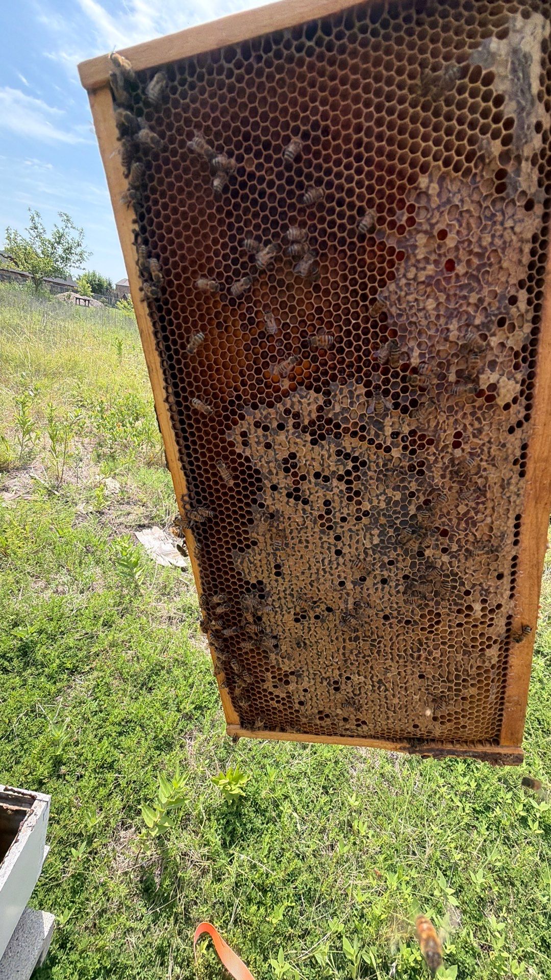 Baseball Diamond Apiary by Rockwall Honey Bee Company