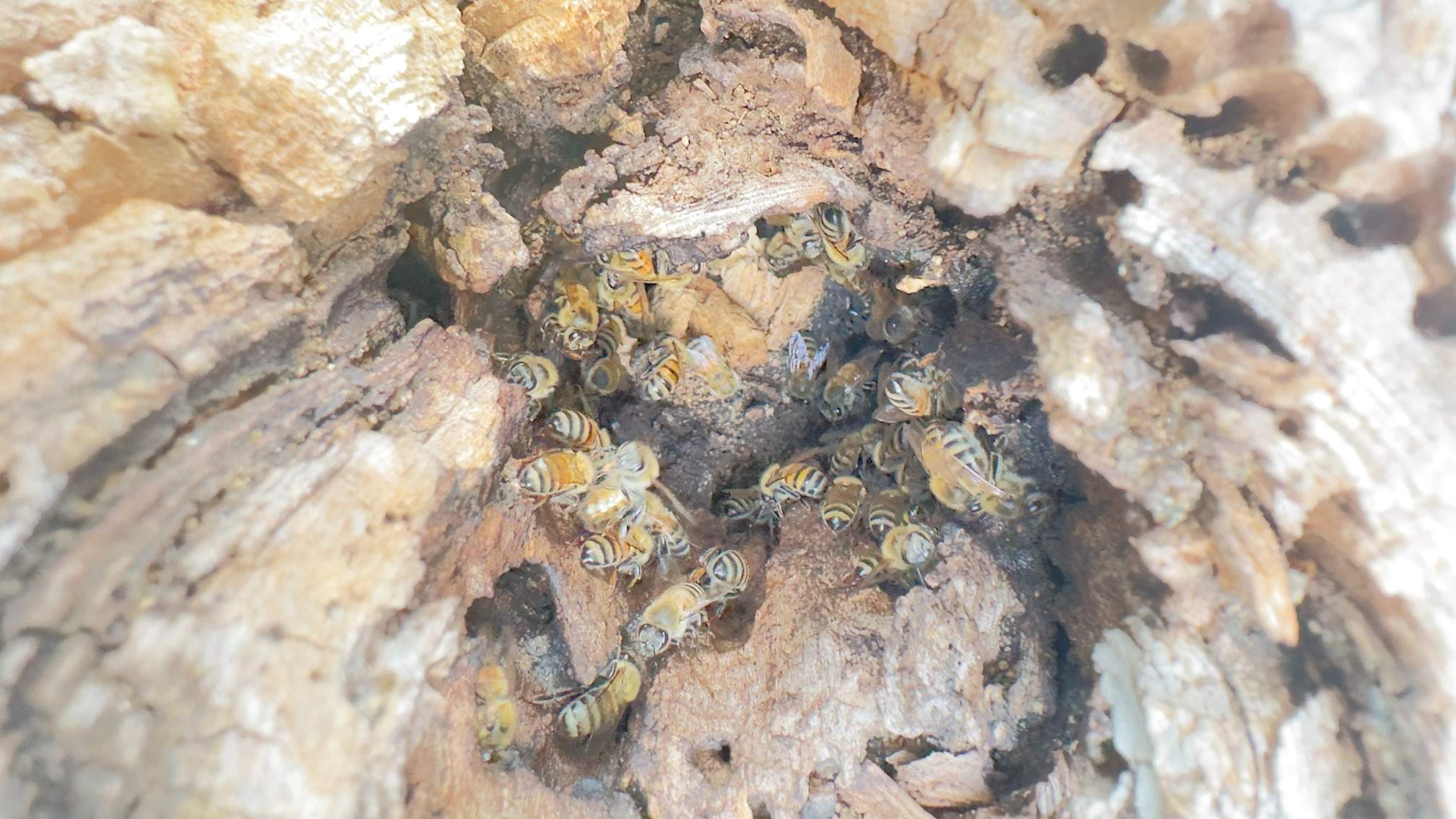 Two Trees One Yard by Rockwall Honey Bee Company