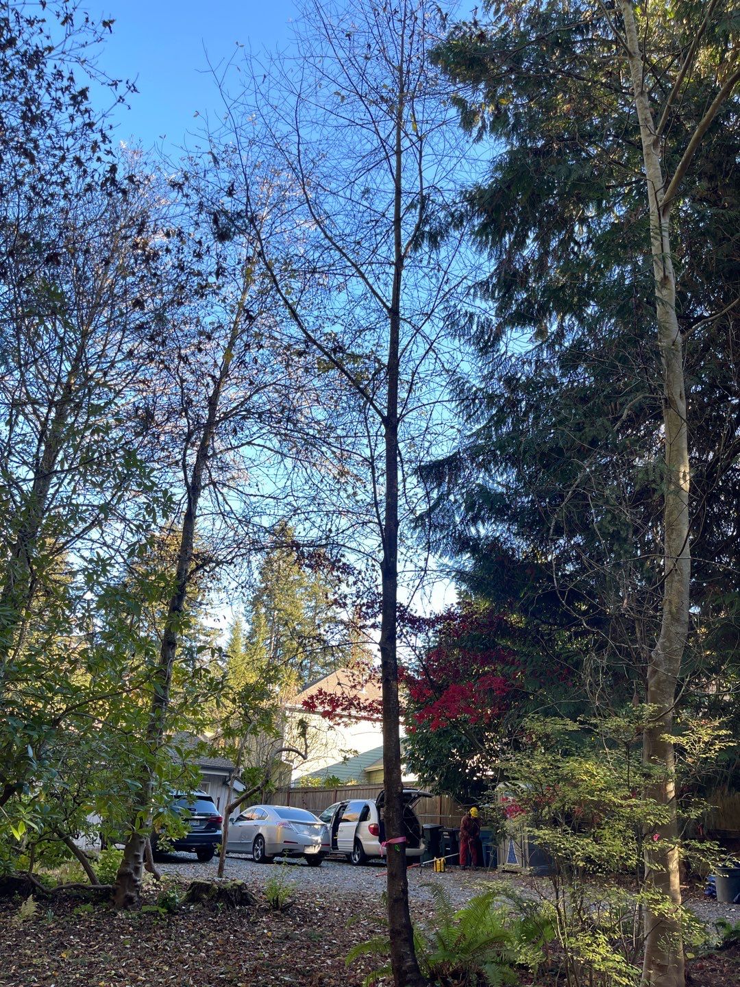Tree Removal using Tree Removal by Mike Jones & Sons Tree Service LLC 