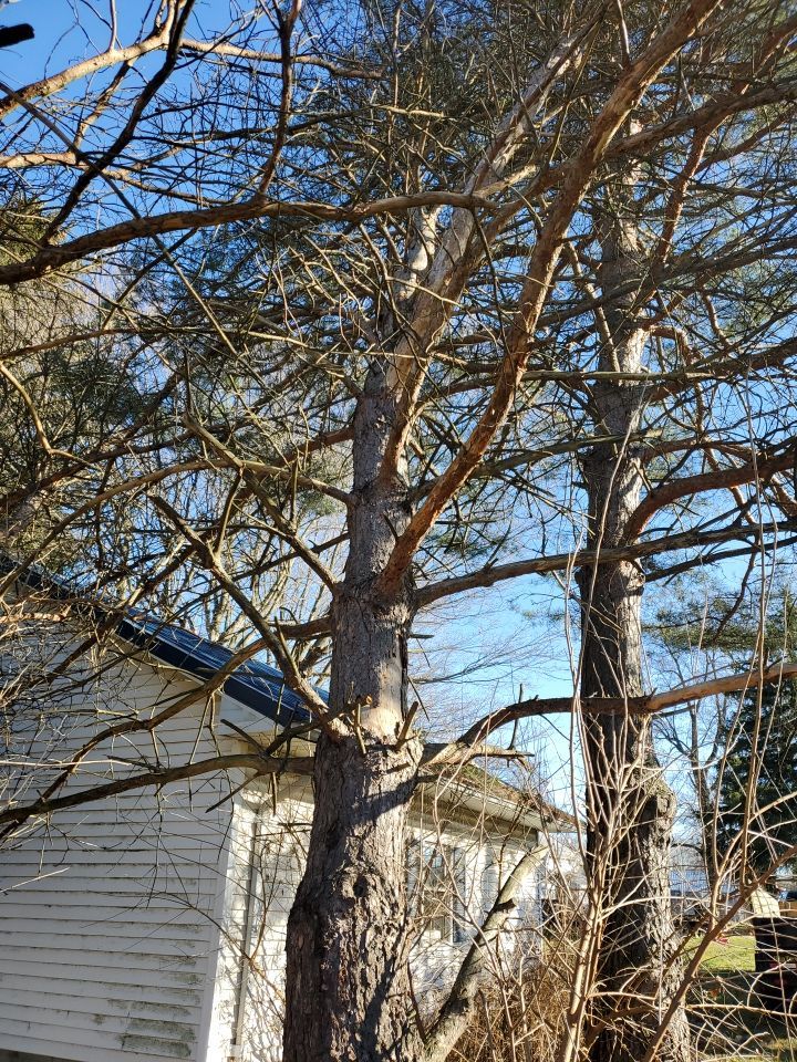 Storm Damaged Tree Removal  using Tree Removal by Mike Jones & Sons Tree Service LLC 