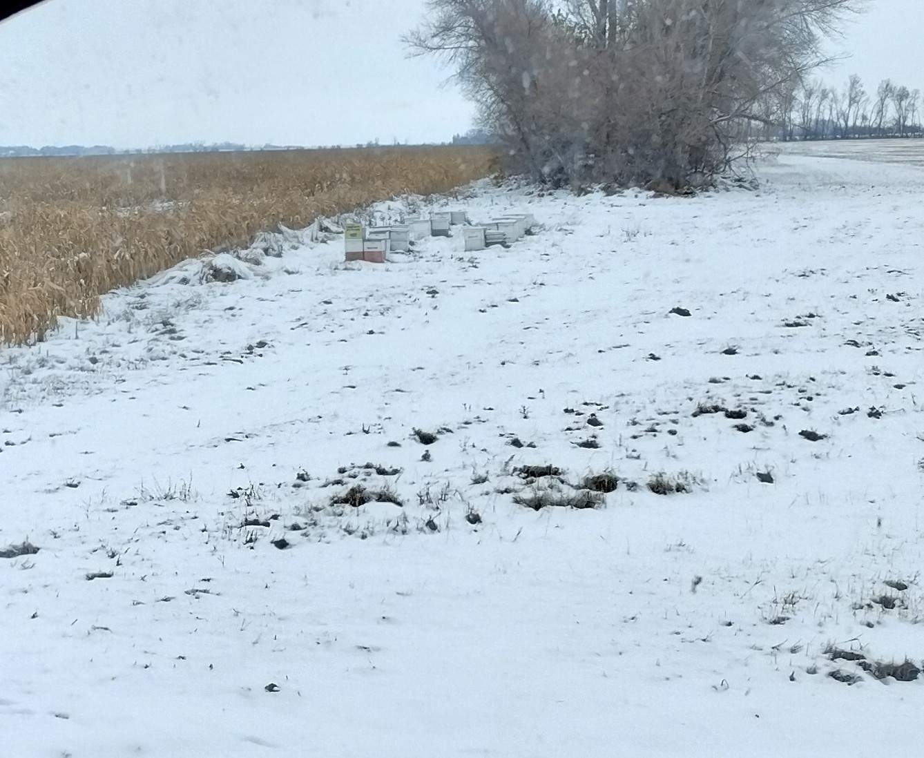 BeeGirl's Honey House in the Midwest by Rockwall Honey Bee Company