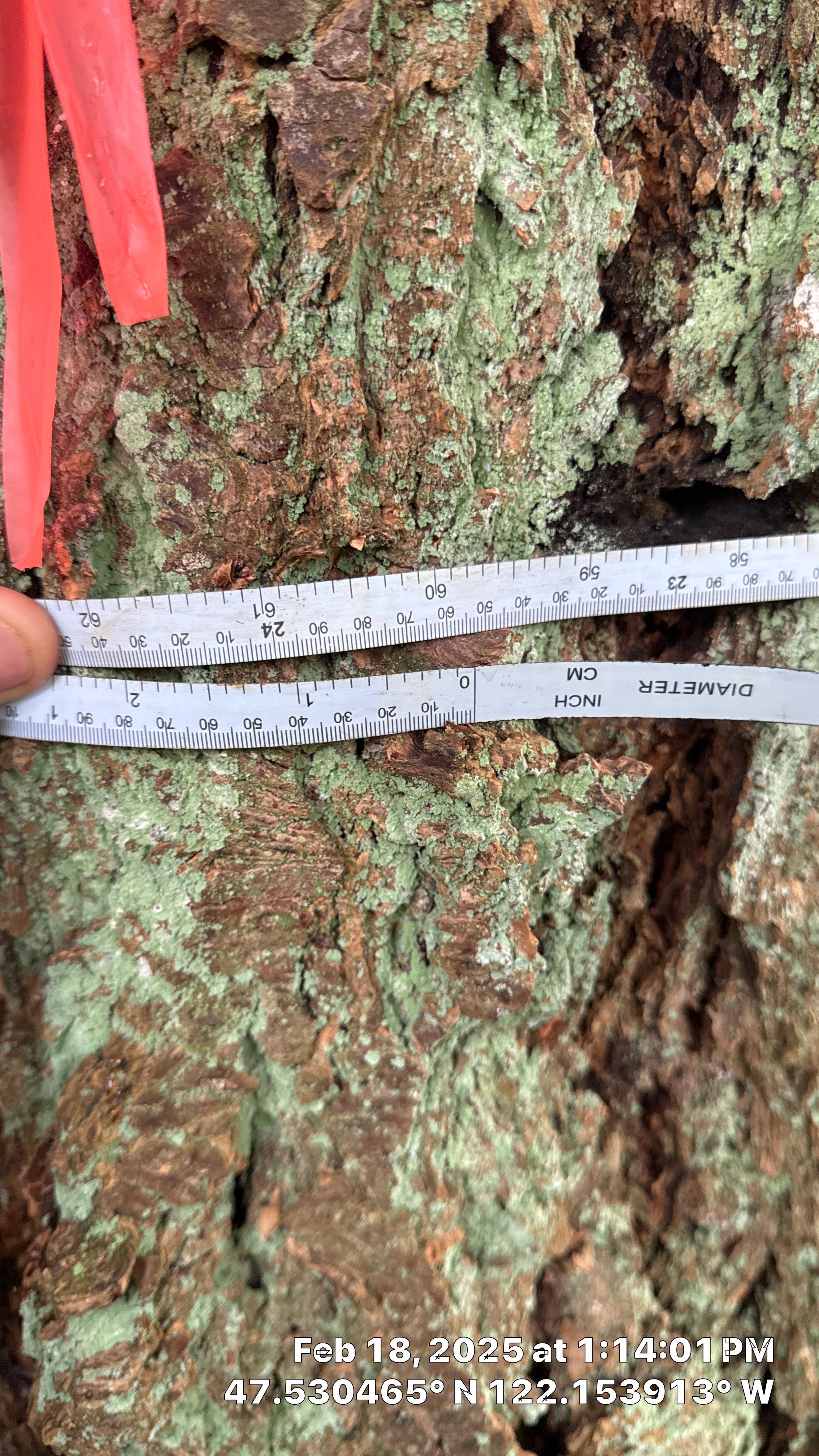 🌲 Newcastle HOA Arborist Report by Sound Tree Care LLC