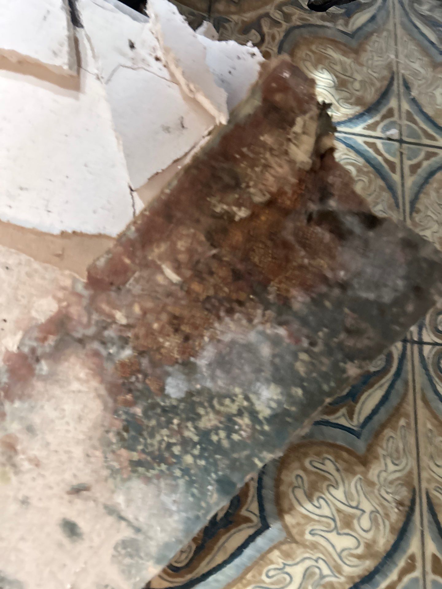 Black Mold Removal In Venice Florida by Ampm Restoration Services