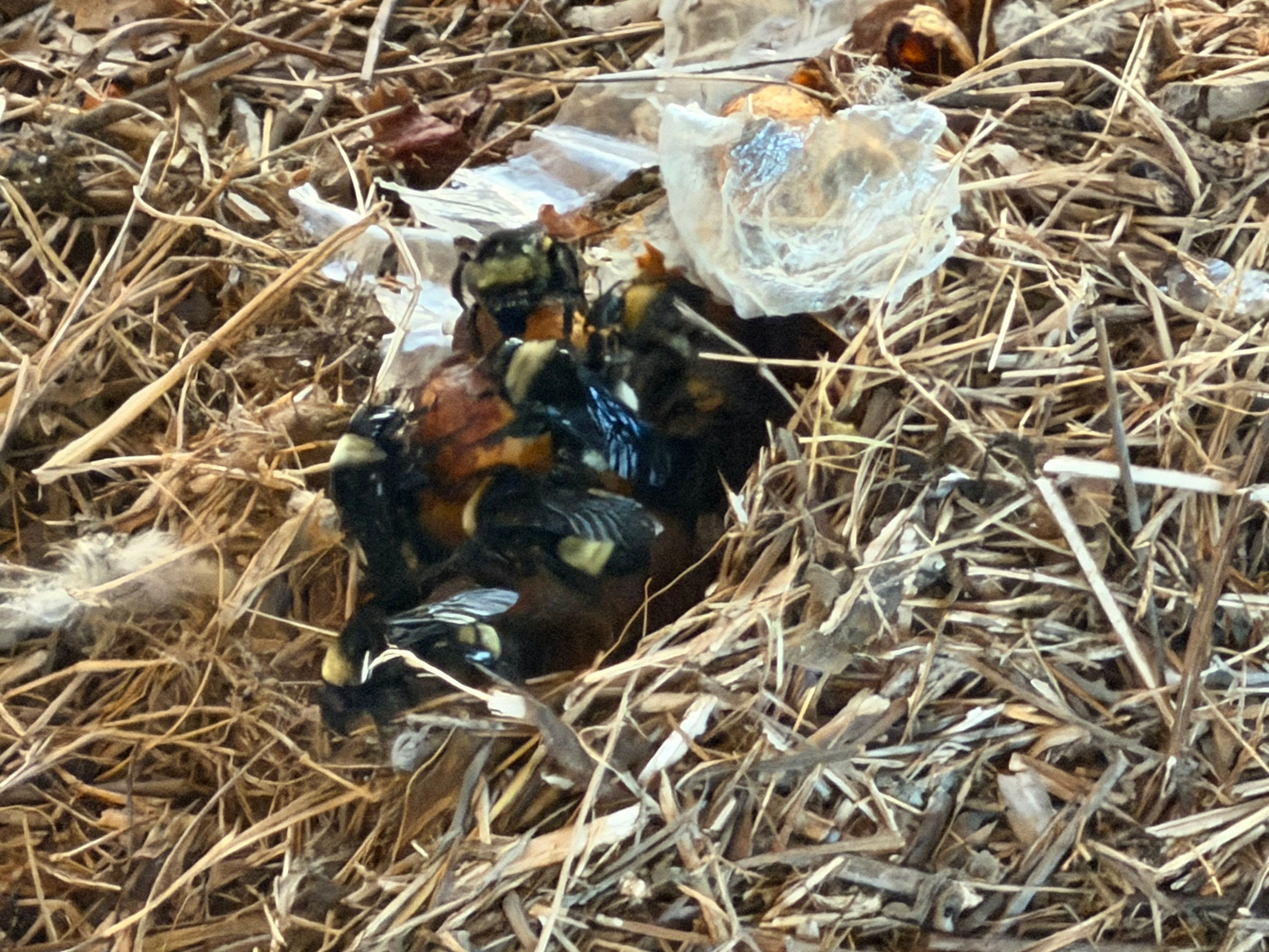 Bumble Bees in a Garage by Rockwall Honey Bee Company