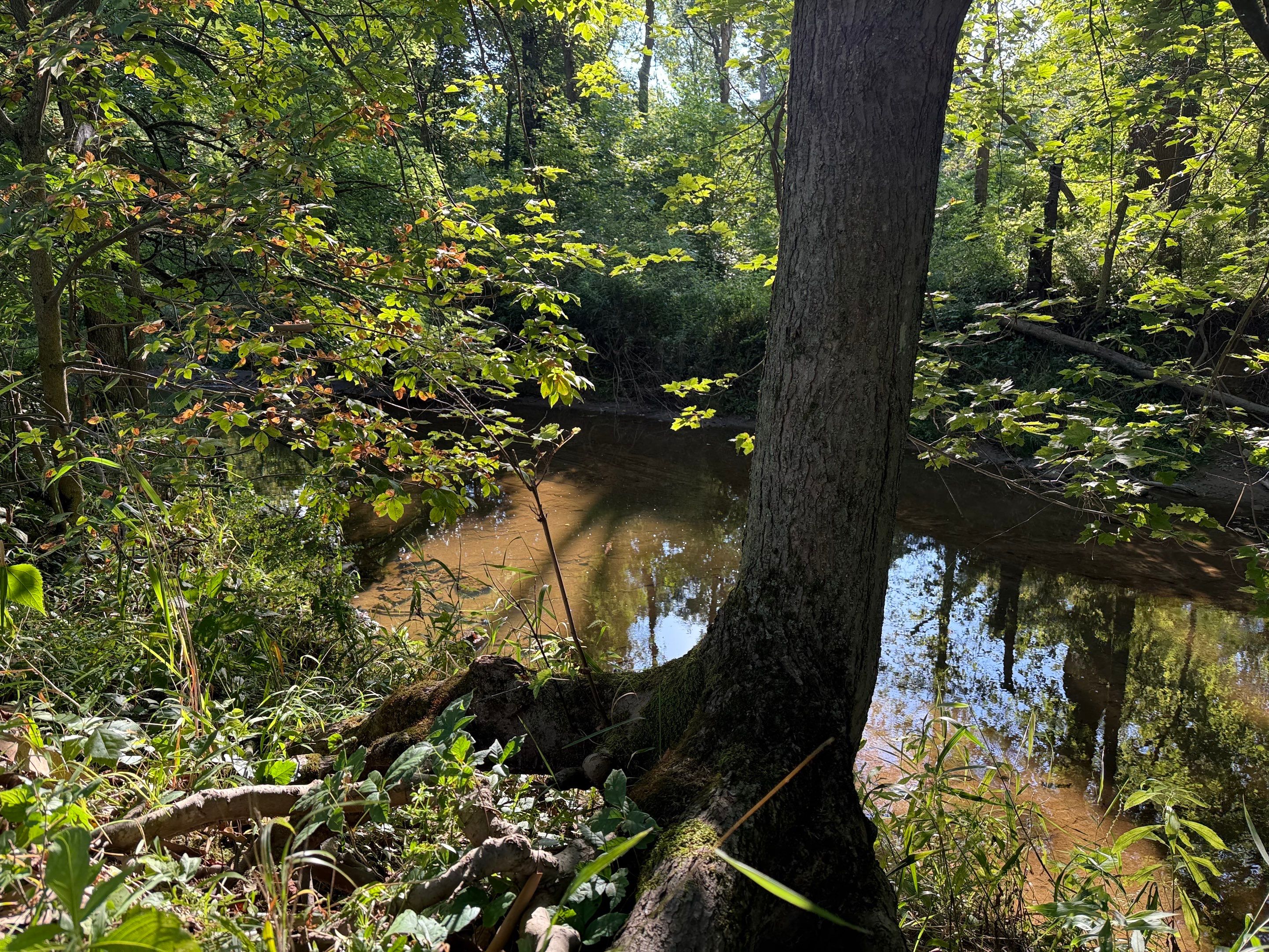 Baldwin Creek Project by Elm Rose Gardens