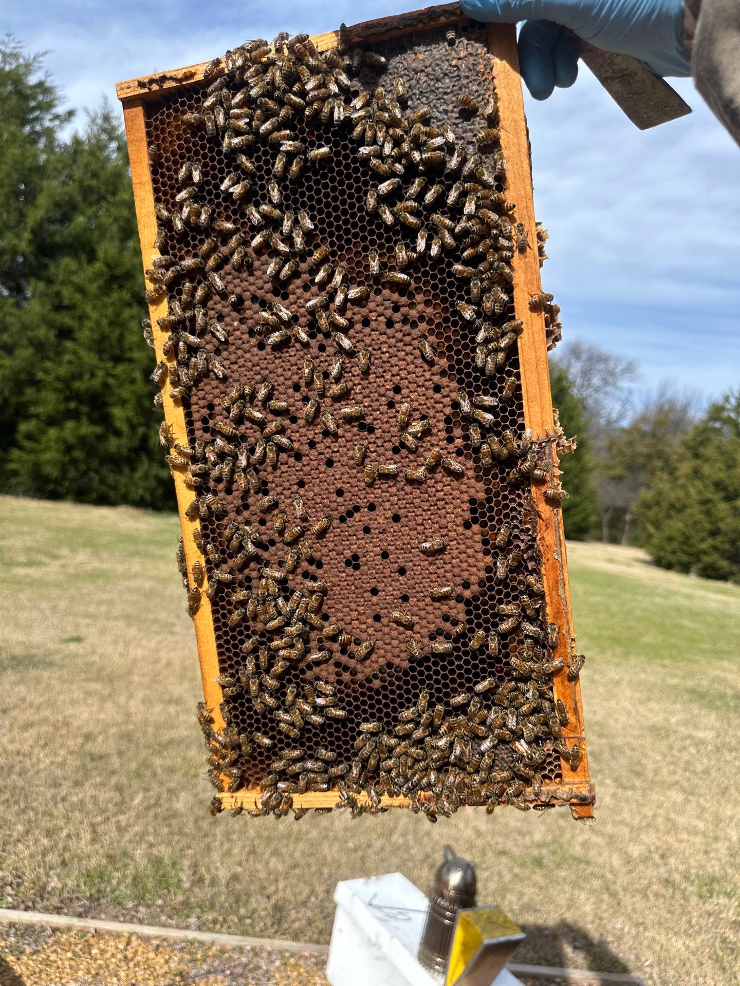 Urban Bees in Richardson by Rockwall Honey Bee Company
