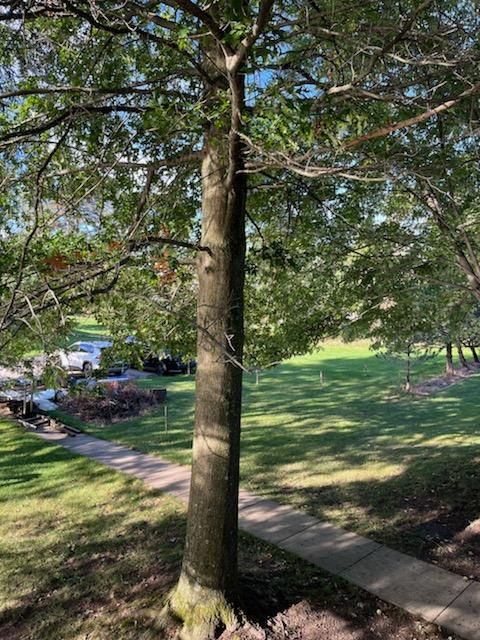 Tree Trimming using Tree Pruing by Mike Jones & Sons Tree Service LLC 