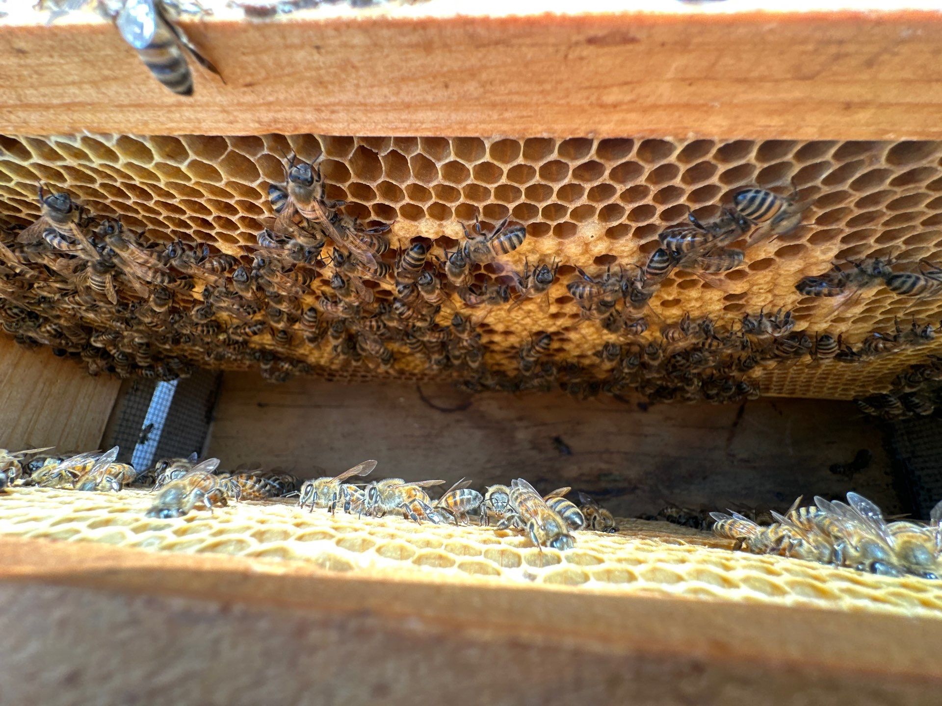 Bees for Ag. Exemption in Heath by Rockwall Honey Bee Company