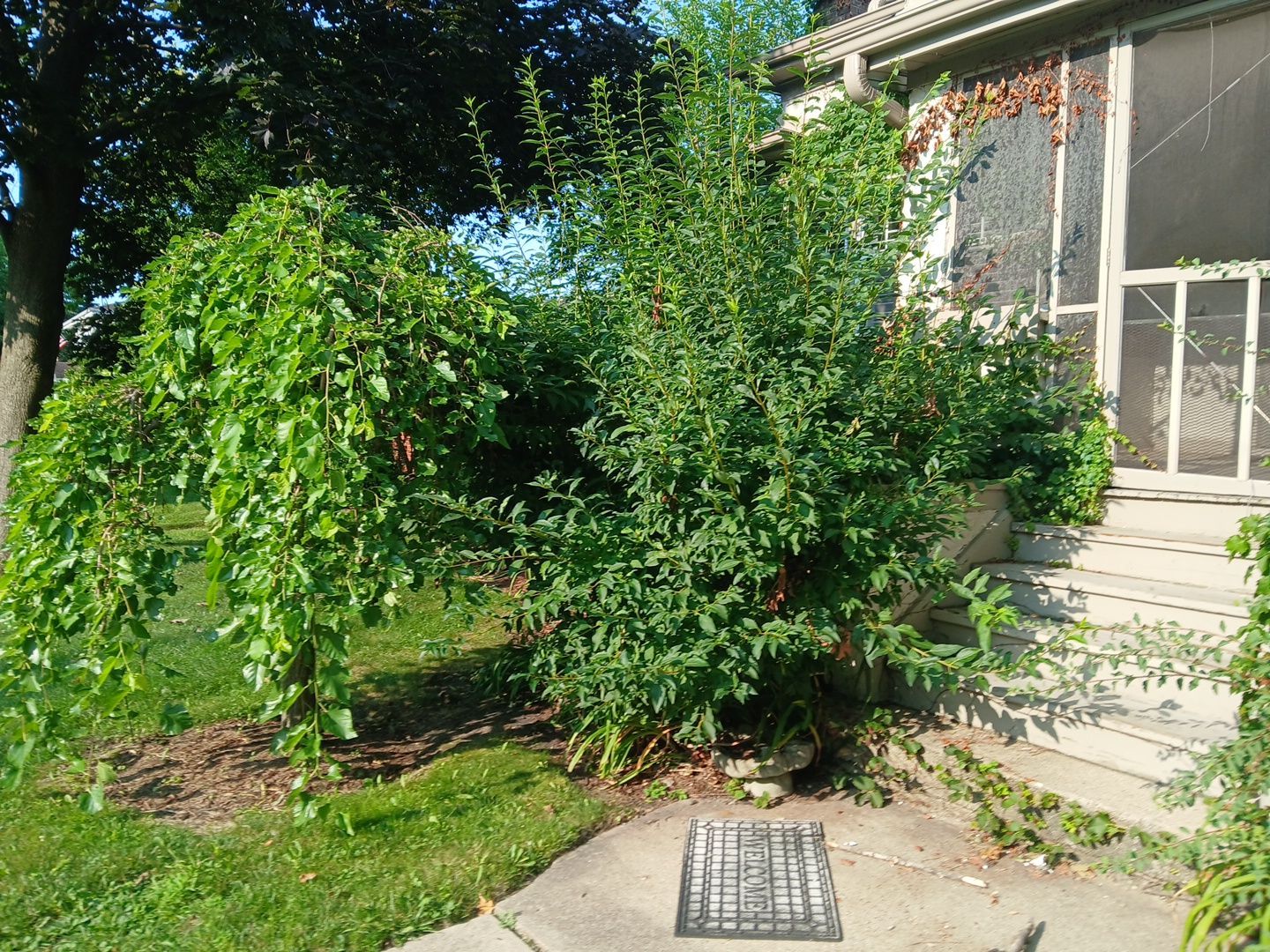 Suzanne V. - Mount Prospect, IL by A&N 