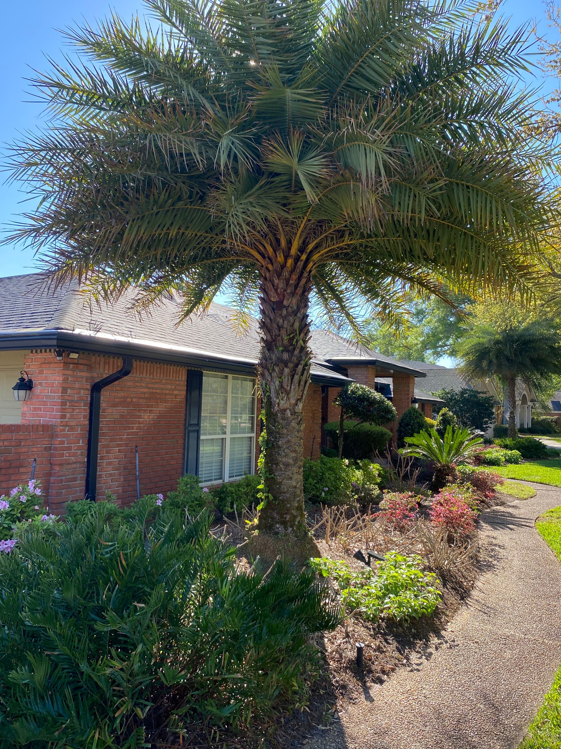 Deerwood Resident | Tree Service by ProGreen Services