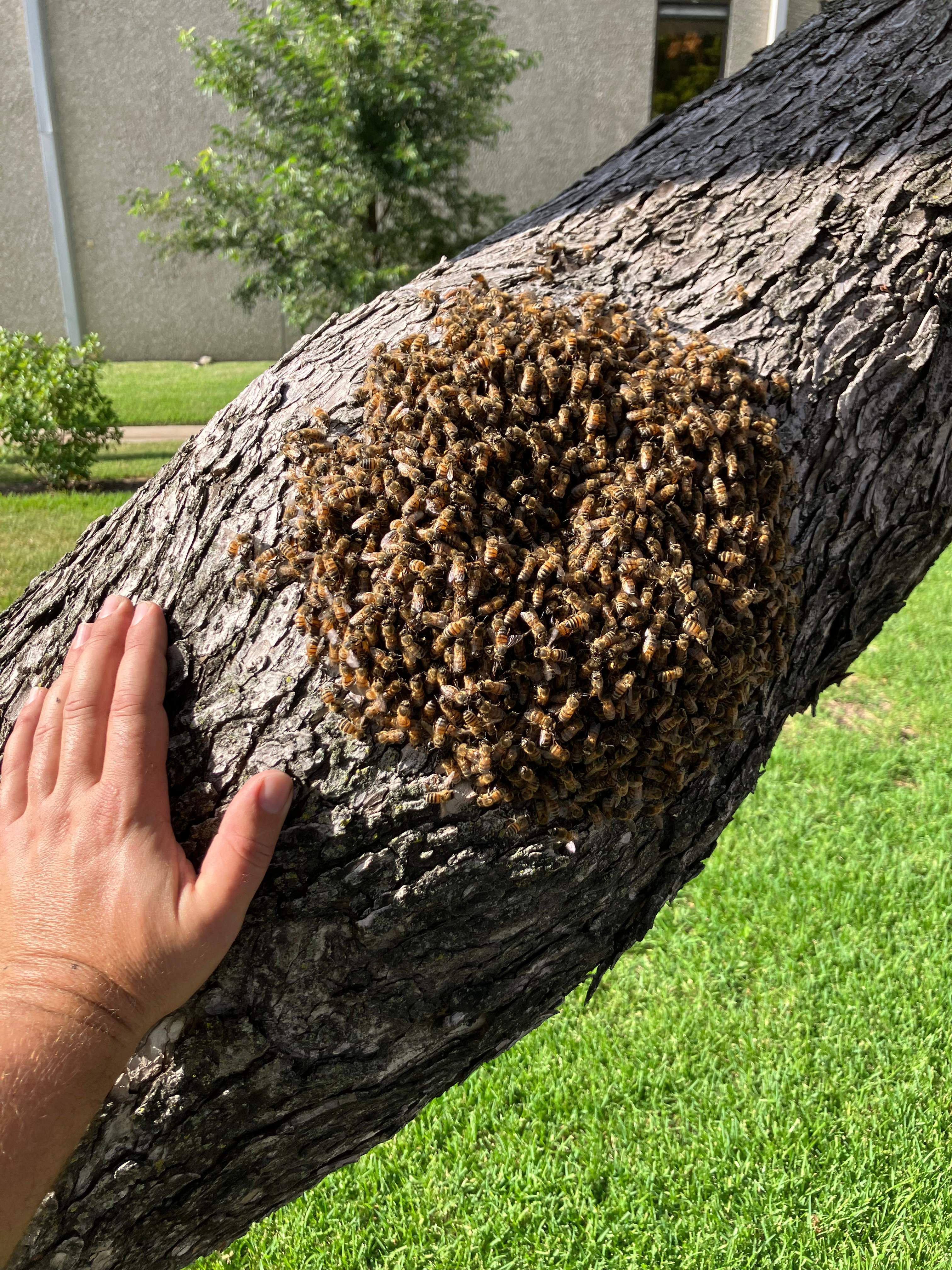 Favorite Tree Job by Rockwall Honey Bee Company